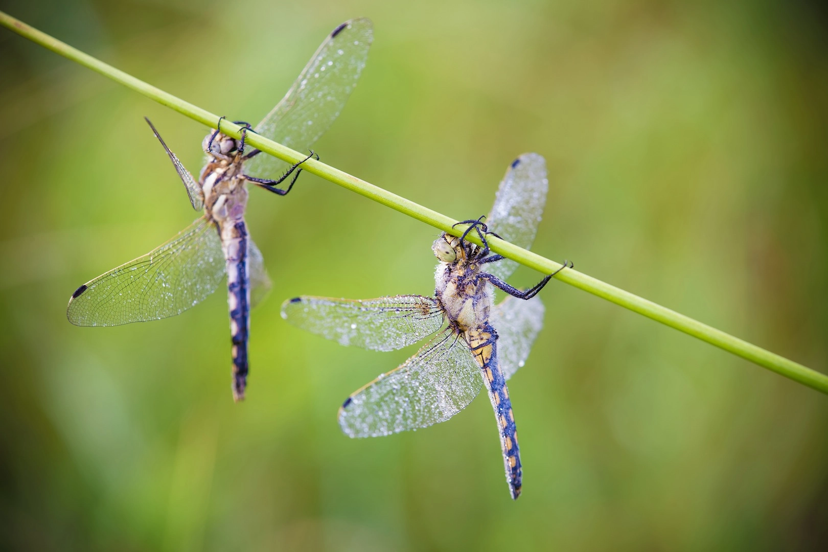 Tamron SP AF 180mm F3.5 Di LD (IF) Macro sample photo. Duo photography