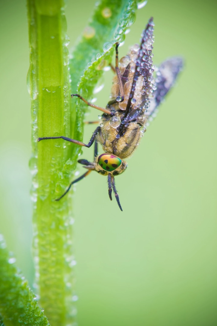 Tamron SP AF 180mm F3.5 Di LD (IF) Macro sample photo. Taon photography