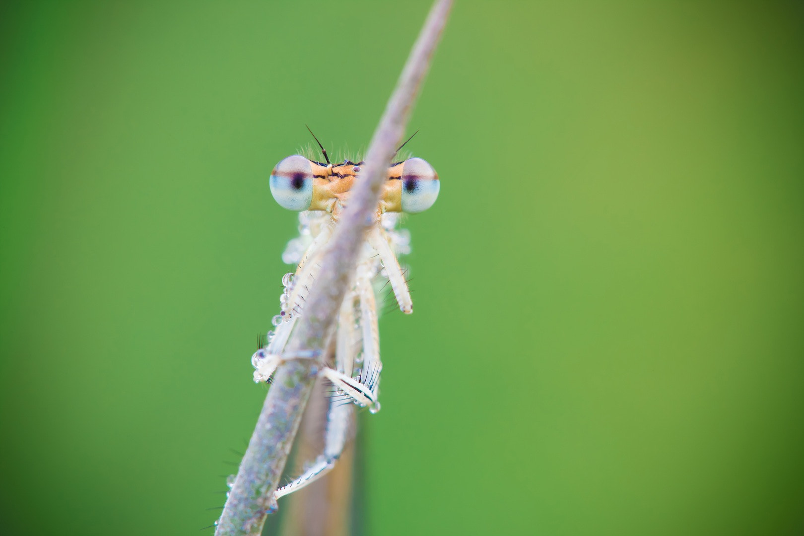 Tamron SP AF 180mm F3.5 Di LD (IF) Macro sample photo. Big eyes ! photography