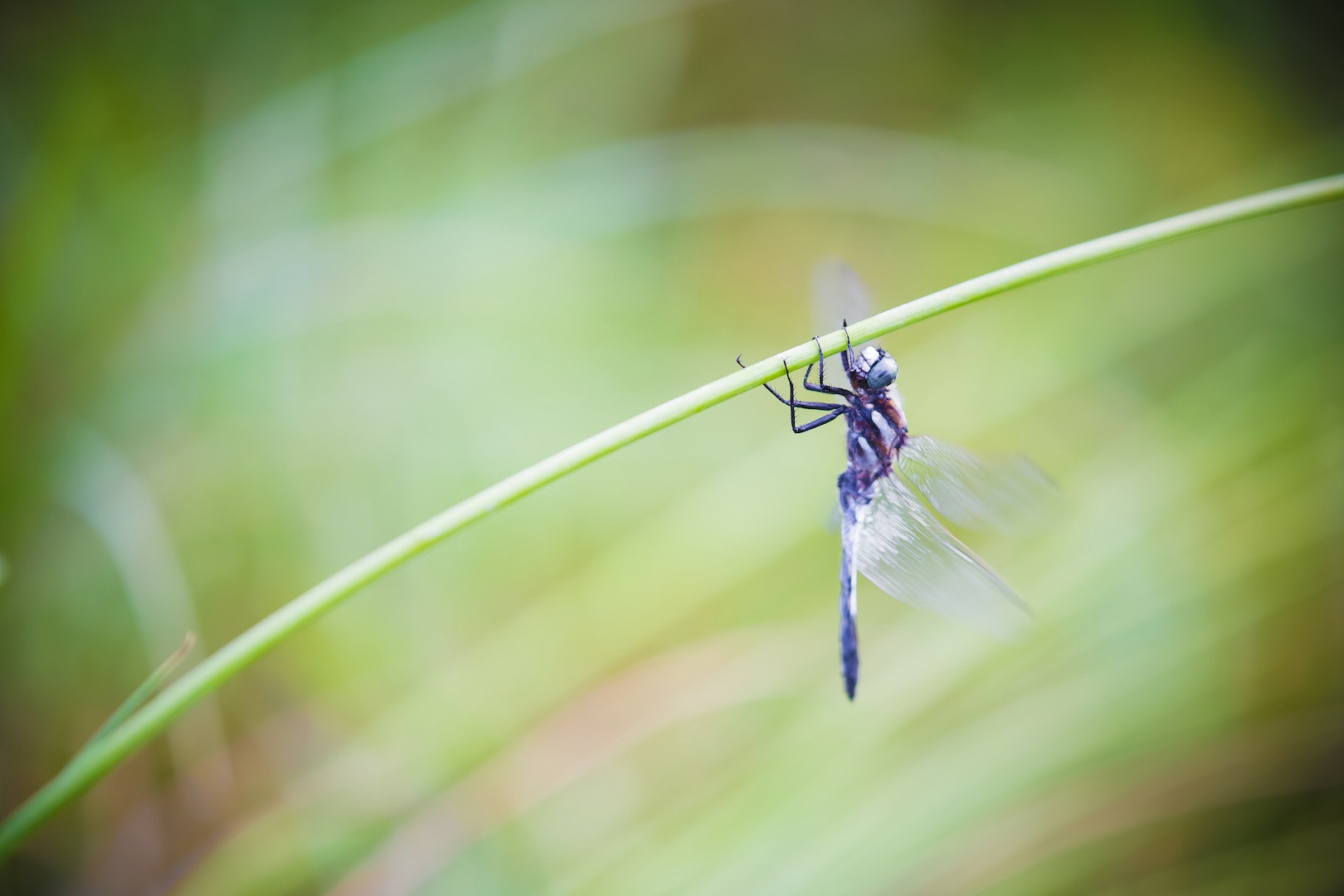 Tamron SP AF 180mm F3.5 Di LD (IF) Macro sample photo. Ready to take off photography