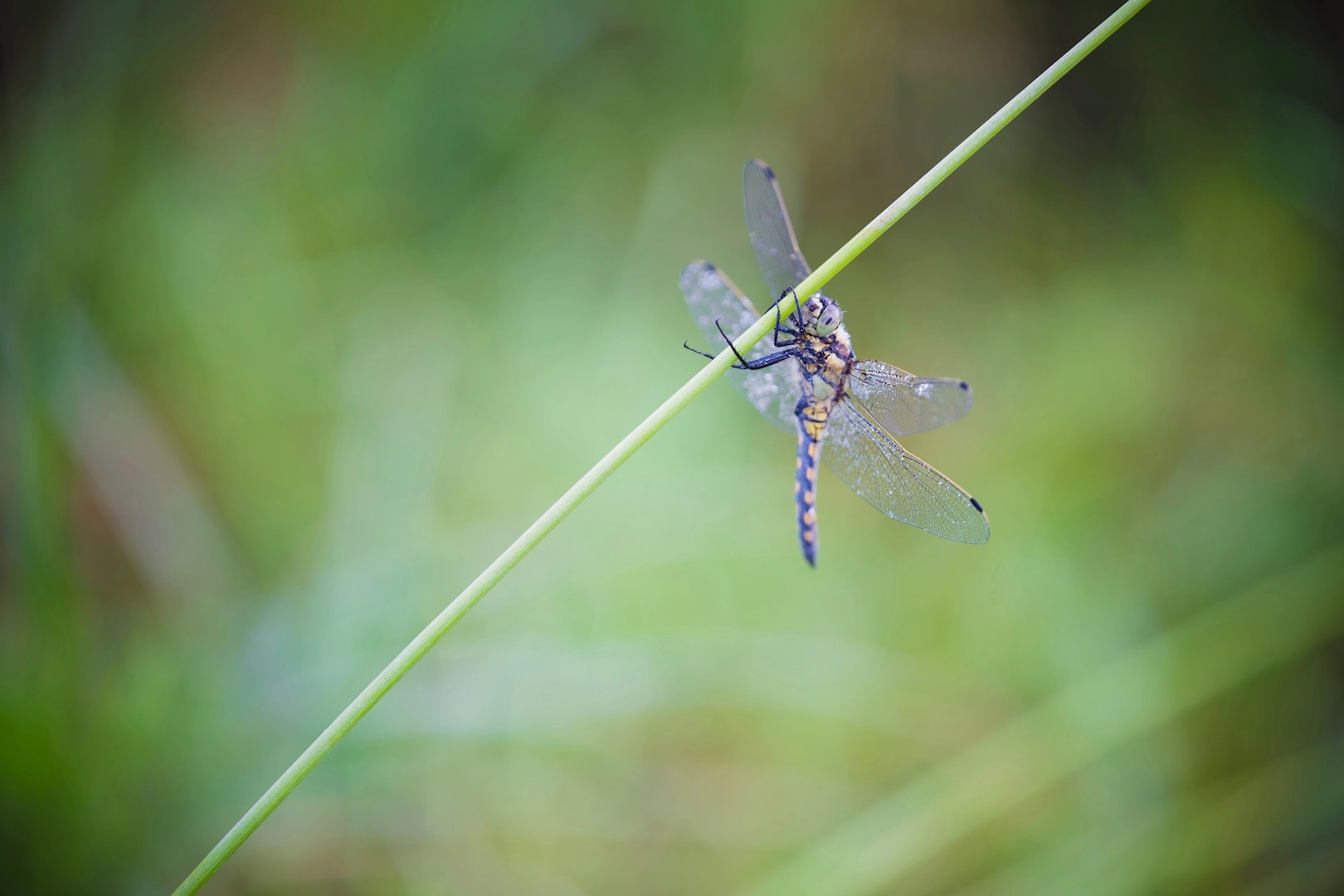 Tamron SP AF 180mm F3.5 Di LD (IF) Macro sample photo. Orthetrum cancellatum photography