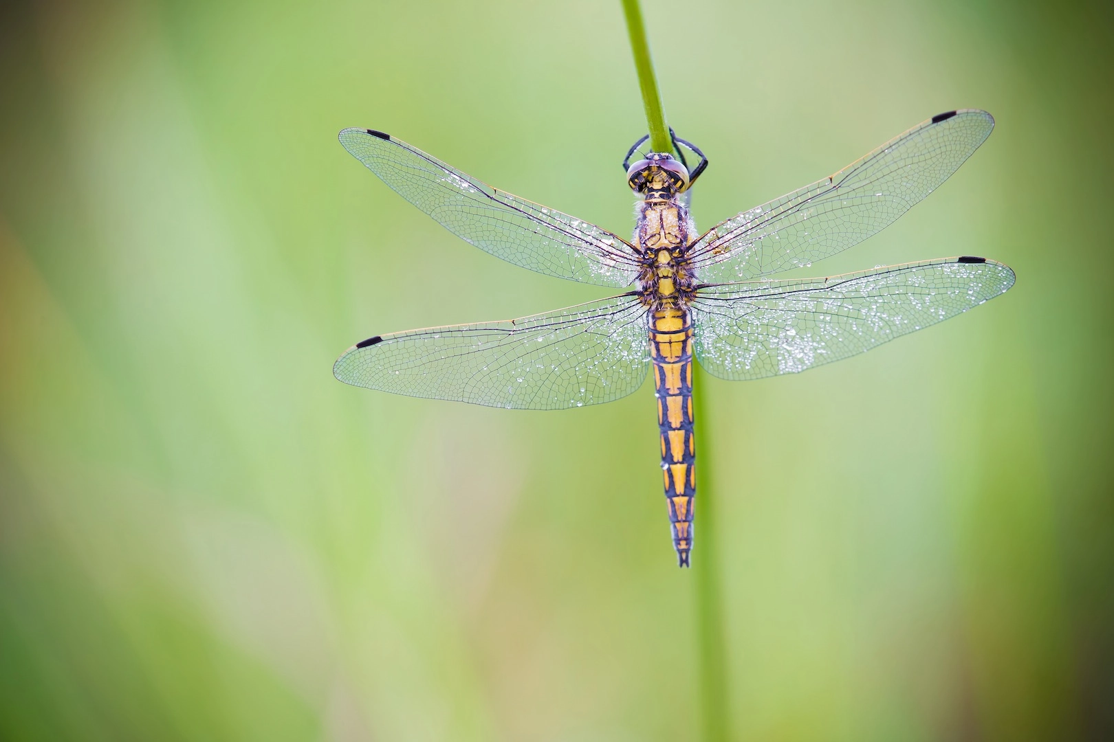 Tamron SP AF 180mm F3.5 Di LD (IF) Macro sample photo. Orthetrum cancellatum photography
