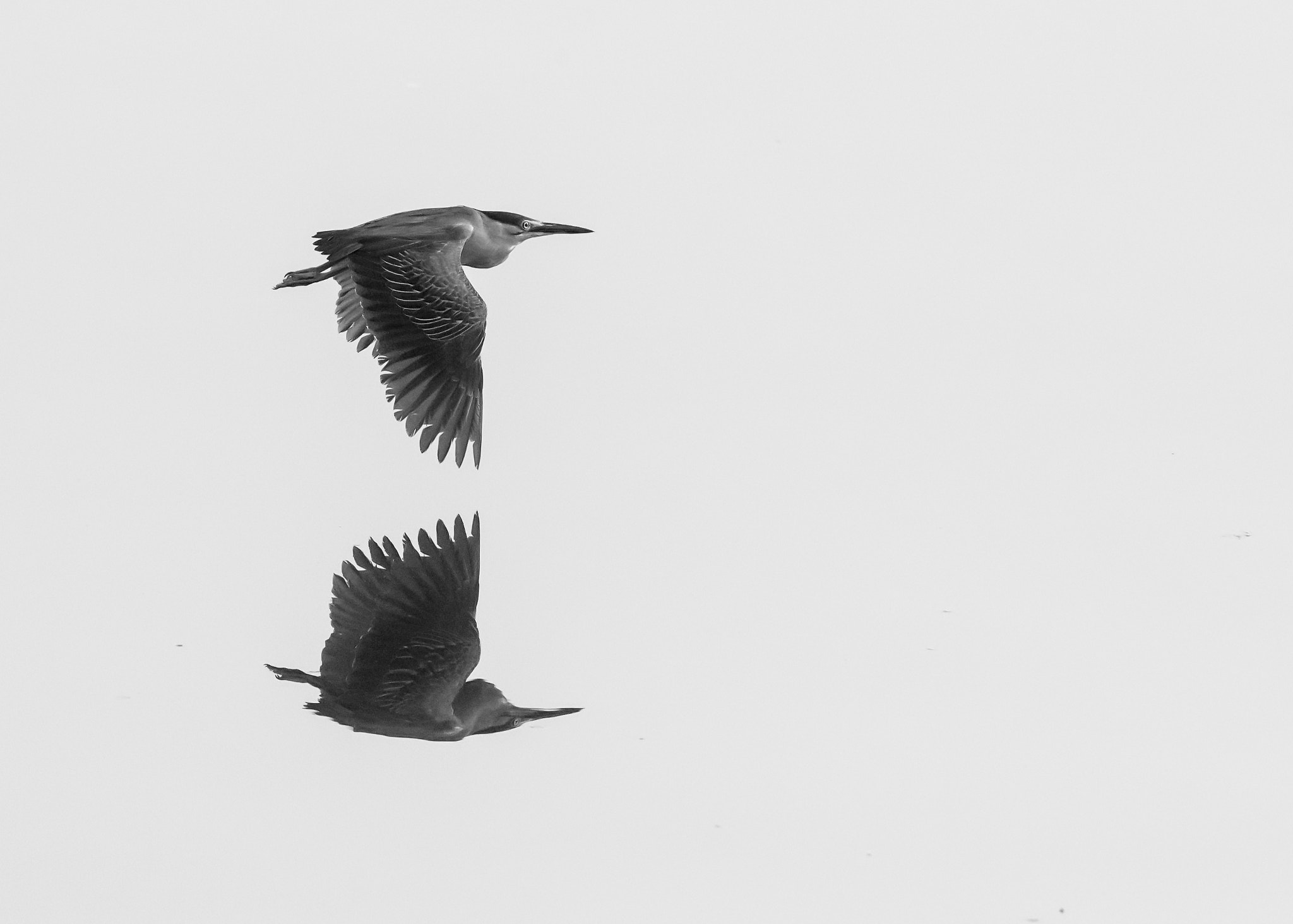 Nikon AF-S Nikkor 200-500mm F5.6E ED VR sample photo. Shadow photography