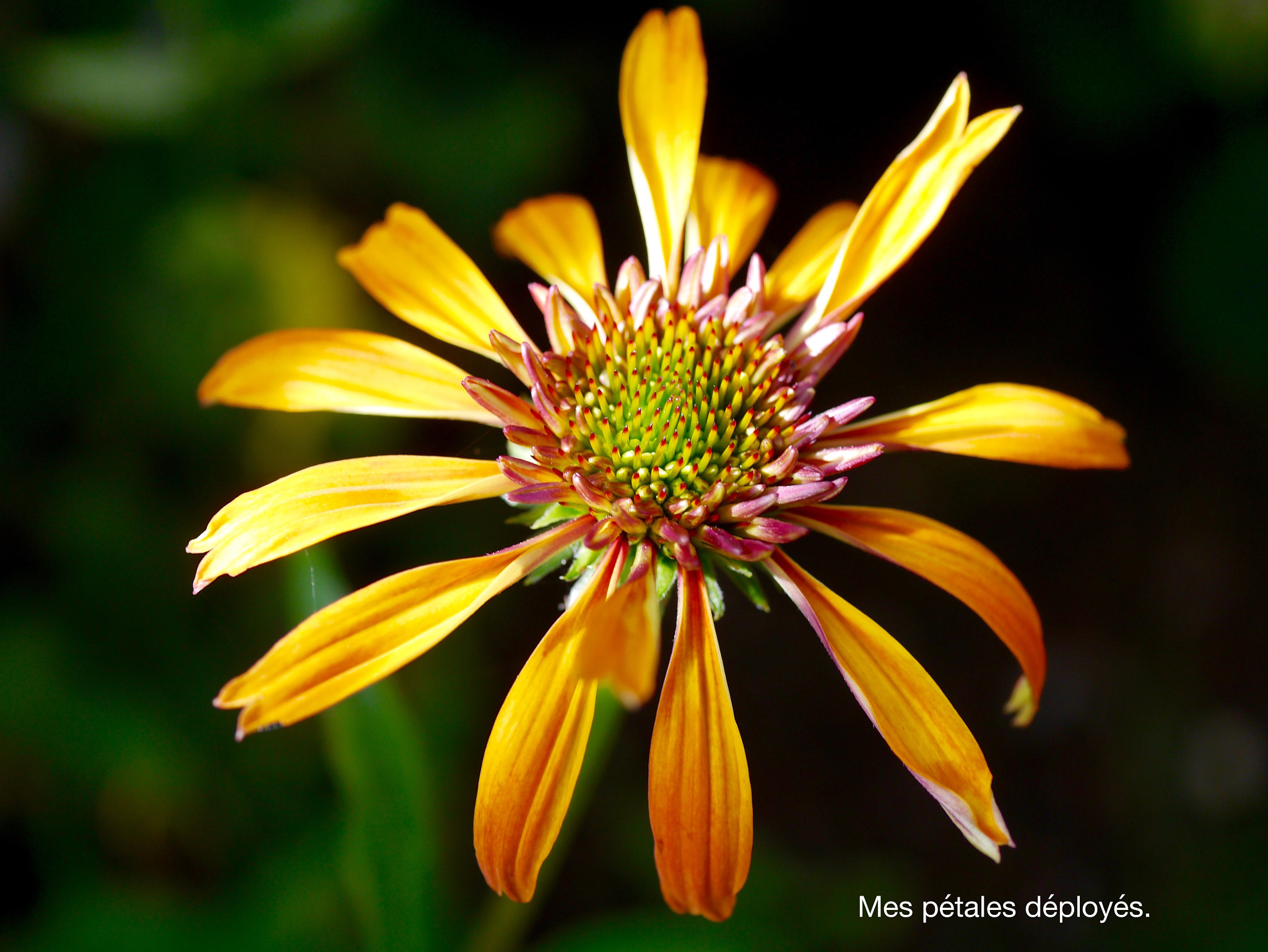 Panasonic Lumix G Macro 30mm F2.8 ASPH Mega OIS sample photo. Pétales déployés photography