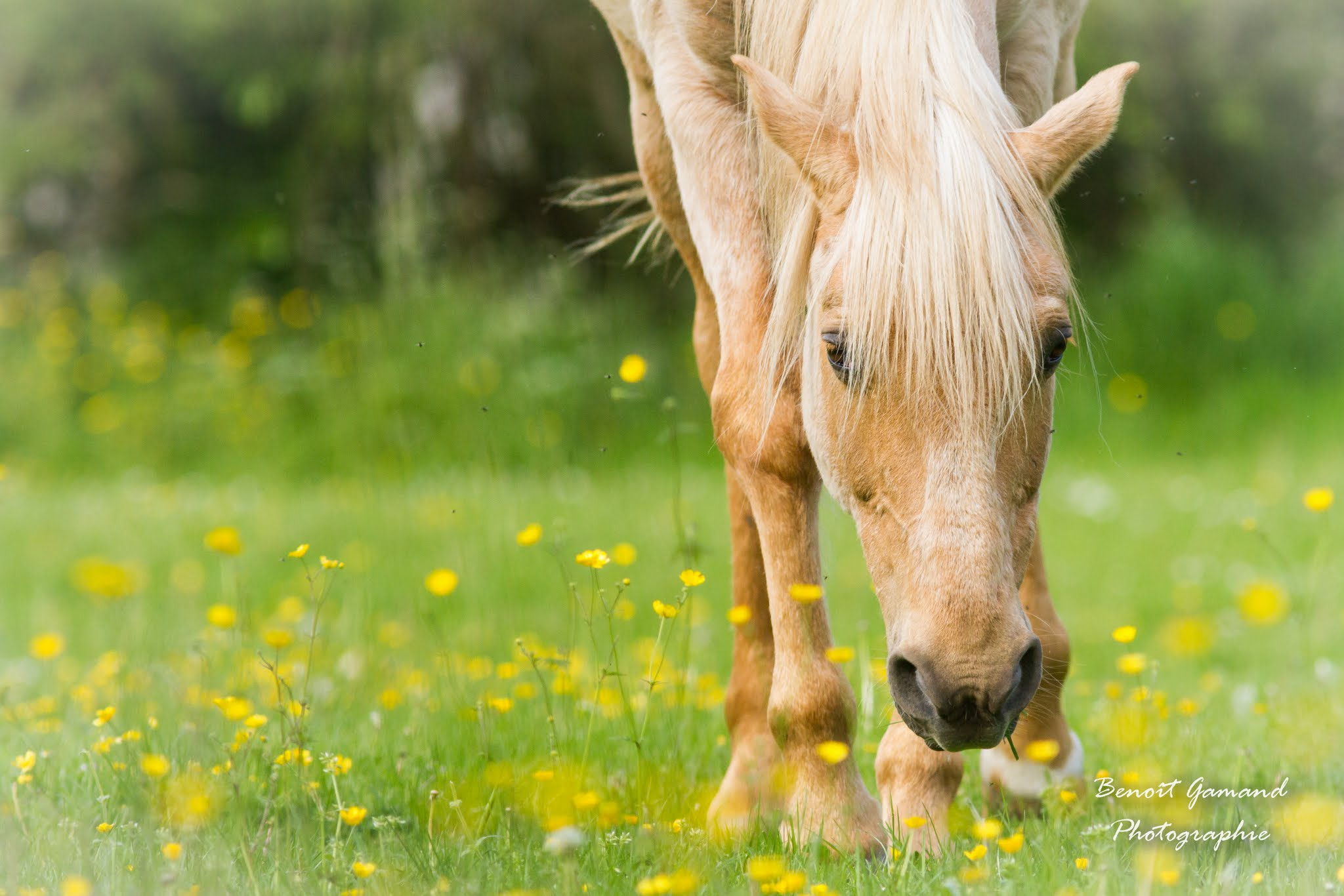 Canon EF 300mm F4L IS USM sample photo. Cheval et prairie photography