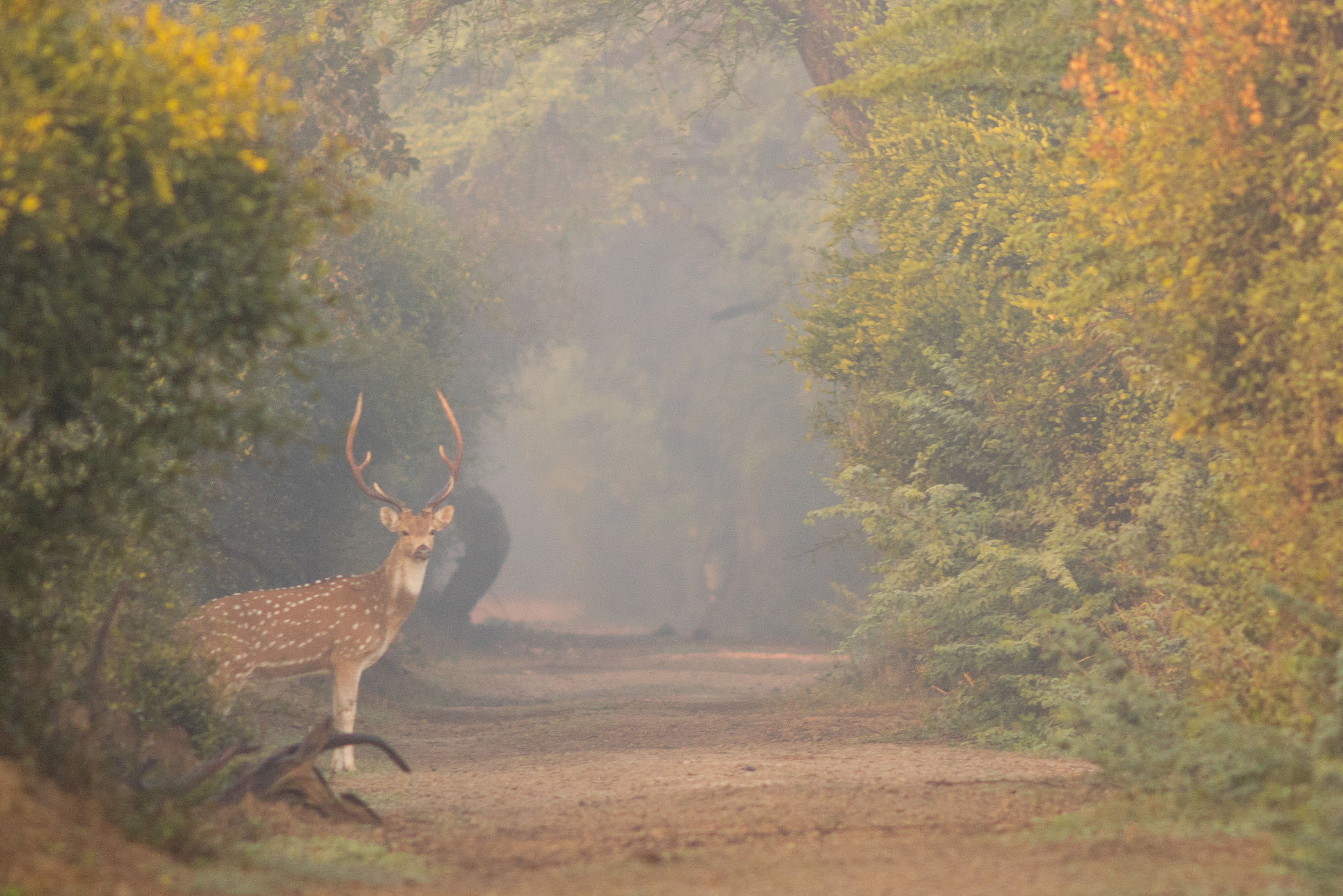Canon EF 200mm f/2.8L II + 2x sample photo. Axis deer photography