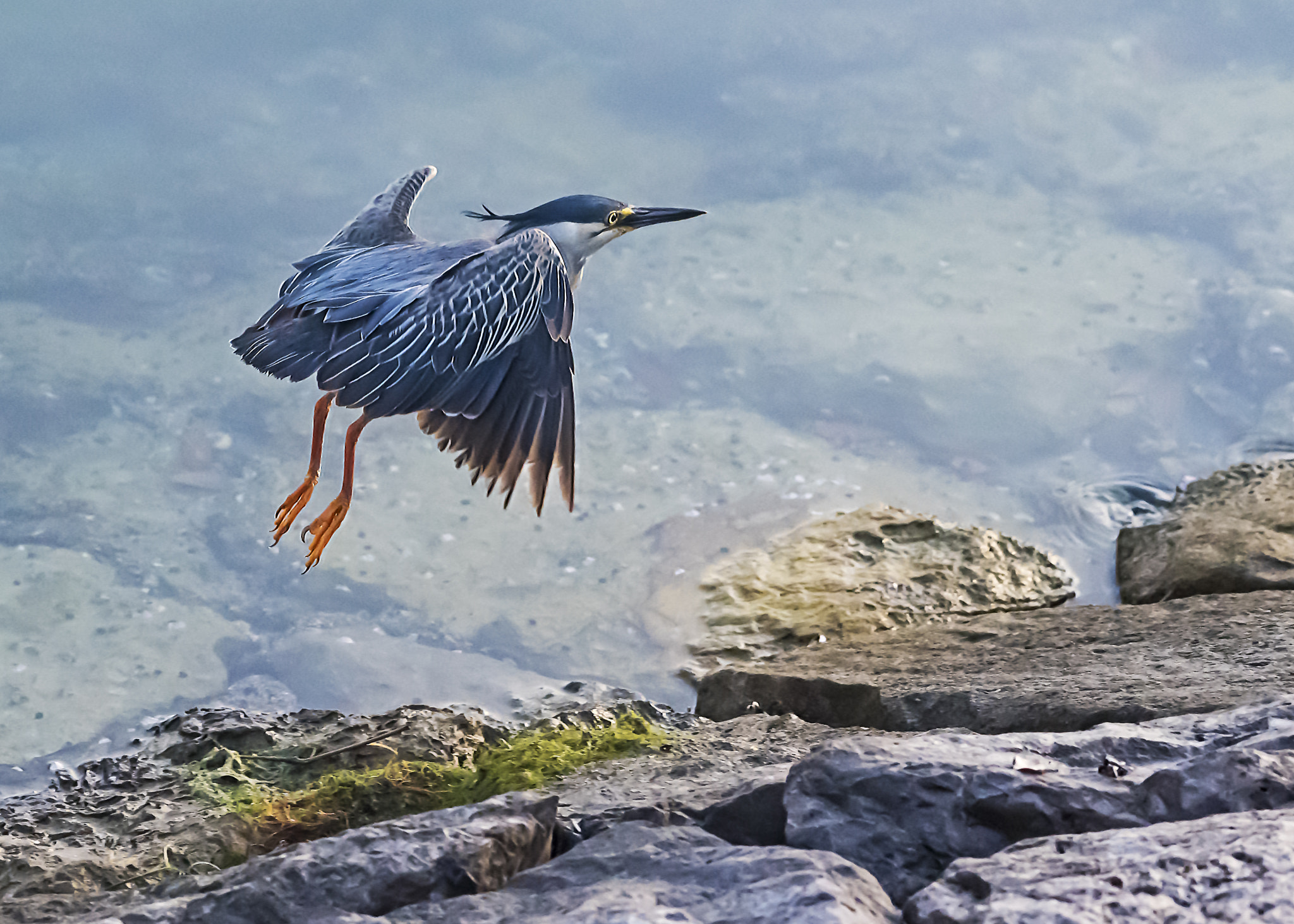 Nikon AF-S Nikkor 200-500mm F5.6E ED VR sample photo. Bird photography