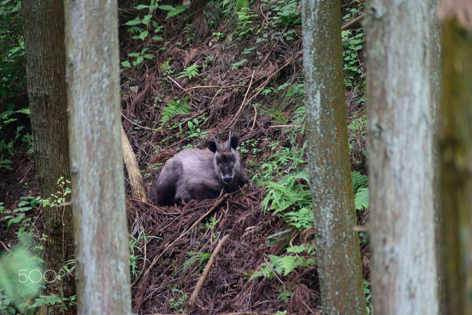 Sigma APO 170-500mm F5-6.3 Aspherical RF sample photo. Japanese serow photography