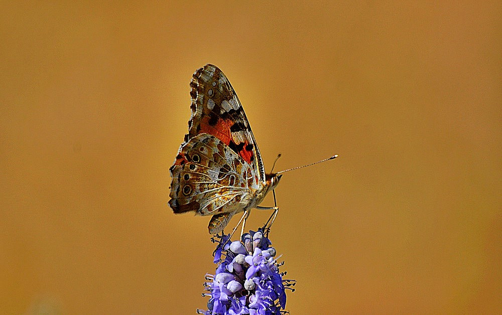 Nikon D7100 + Sigma 70-300mm F4-5.6 APO Macro Super II sample photo. Vanessa cardui - diken kelebeği photography