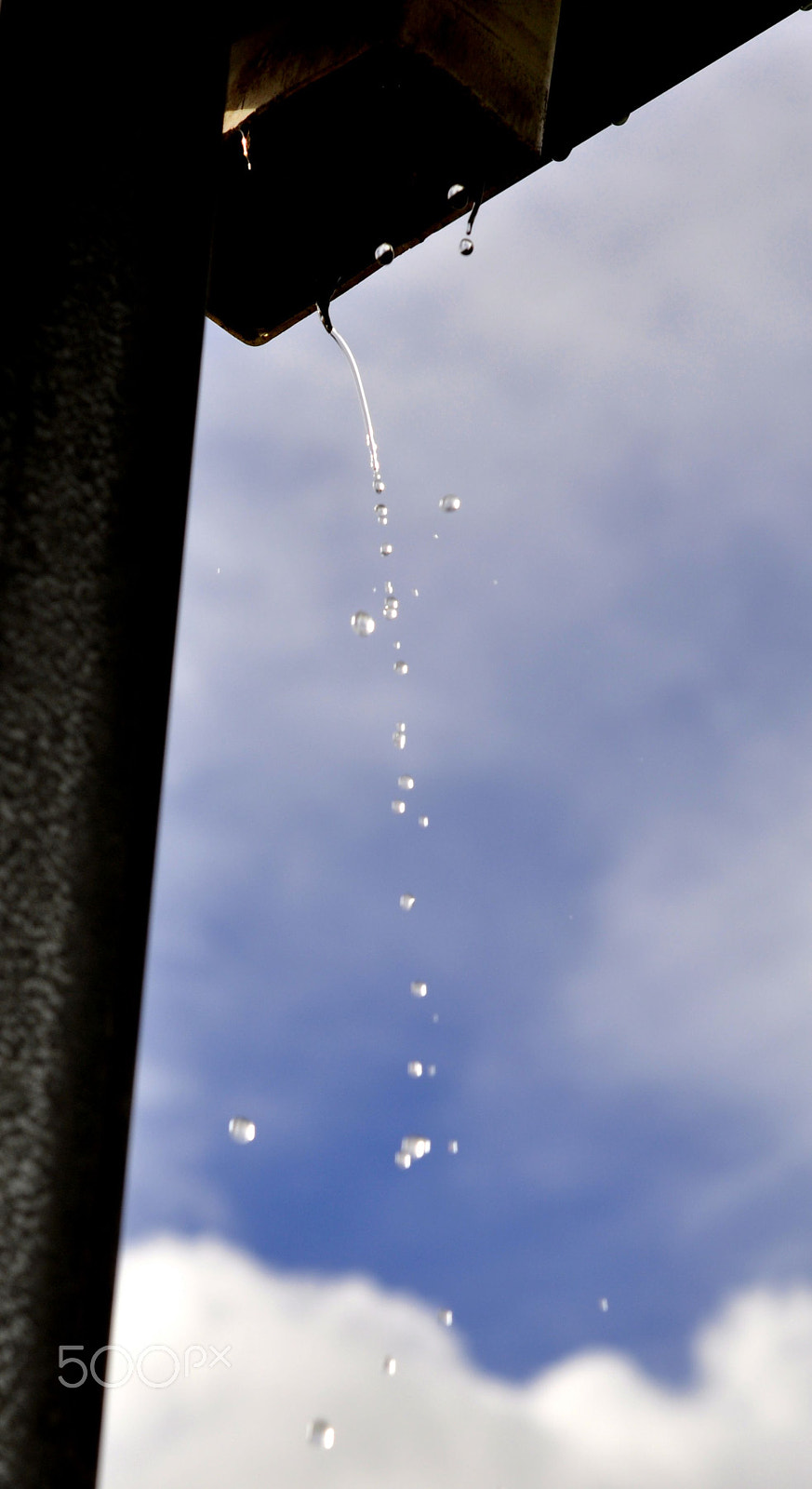 Nikon AF-S Micro-Nikkor 60mm F2.8G ED sample photo. Guttural release photography