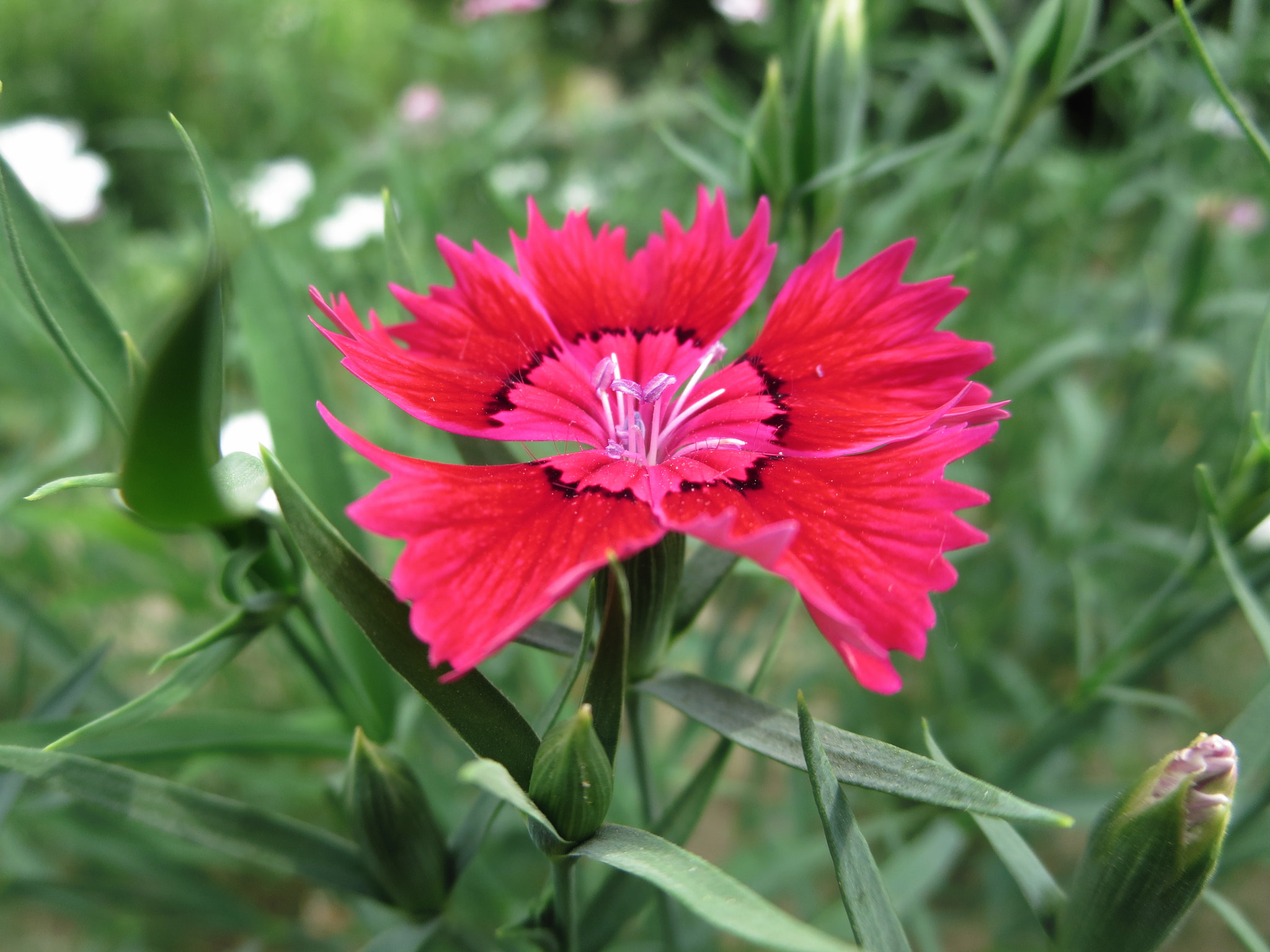 Canon PowerShot ELPH 330 HS (IXUS 255 HS / IXY 610F) sample photo. Red and green photography