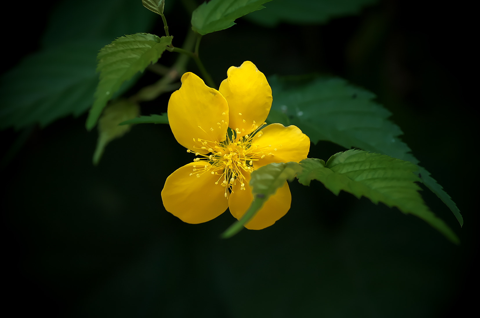 Pentax smc D-FA 100mm F2.8 Macro WR sample photo. Yamabuki（山吹） photography