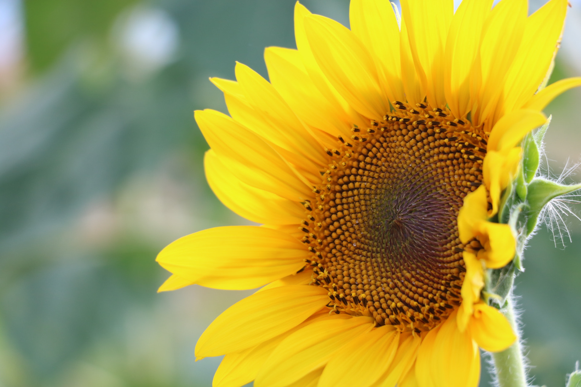 Canon EOS 750D (EOS Rebel T6i / EOS Kiss X8i) sample photo. Sunflower  photography