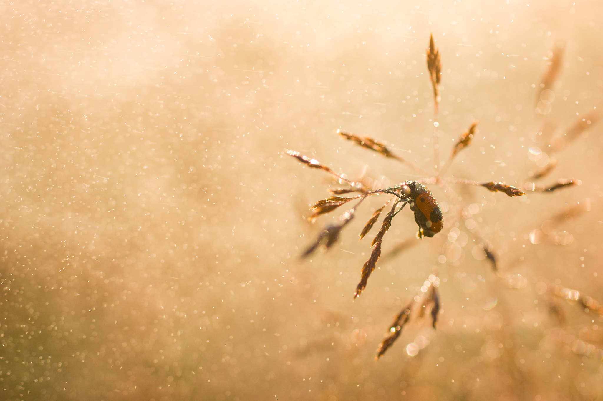 Sony Alpha DSLR-A290 + Sigma 30mm F1.4 EX DC HSM sample photo. Golden rain photography