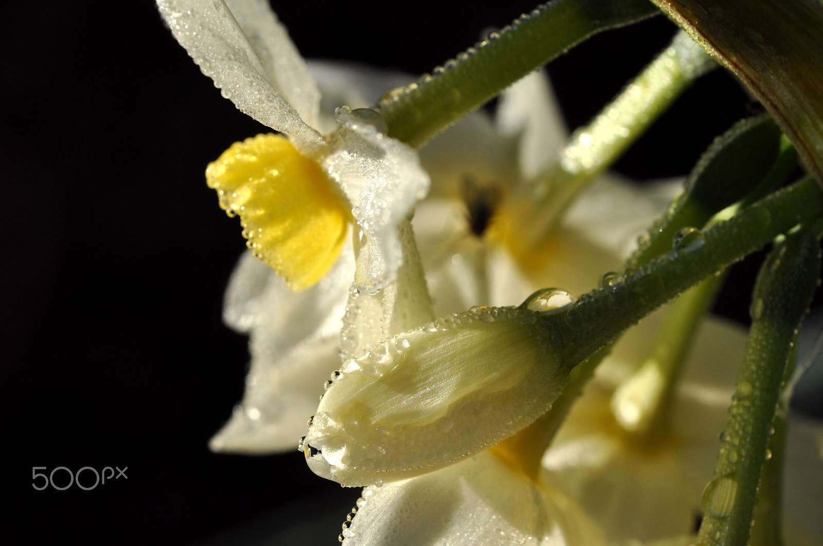 Nikon AF-S Micro-Nikkor 60mm F2.8G ED sample photo. Territory photography