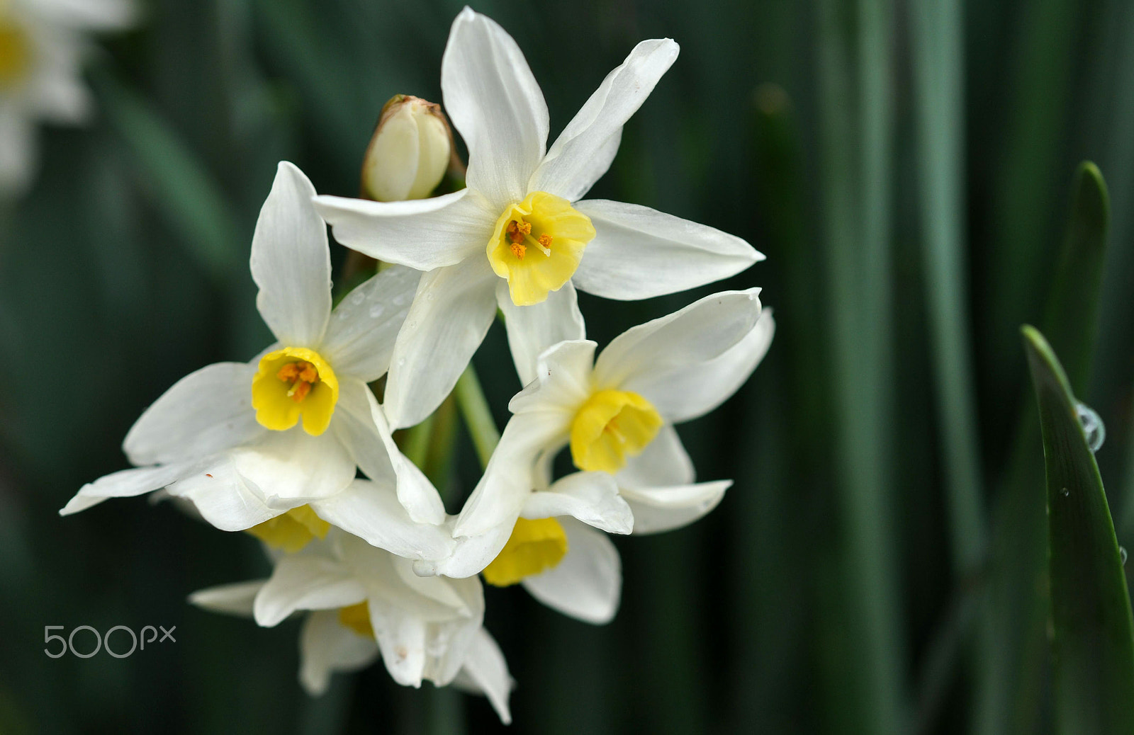 Nikon AF-S Micro-Nikkor 60mm F2.8G ED sample photo. Enfold photography