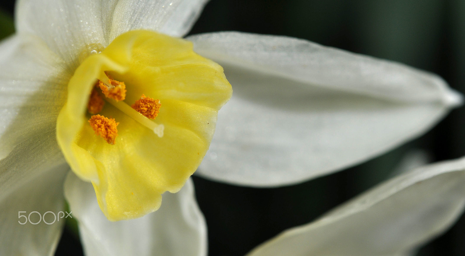 Nikon AF-S Micro-Nikkor 60mm F2.8G ED sample photo. Crispy deep fried photography