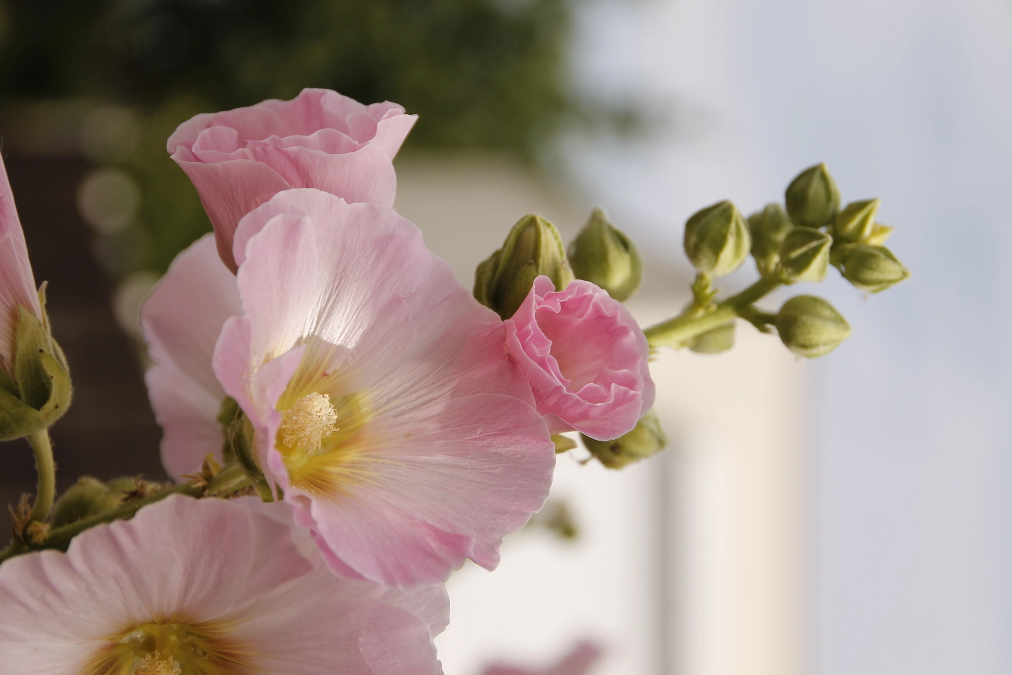 Sigma 18-250mm F3.5-6.3 DC OS HSM sample photo