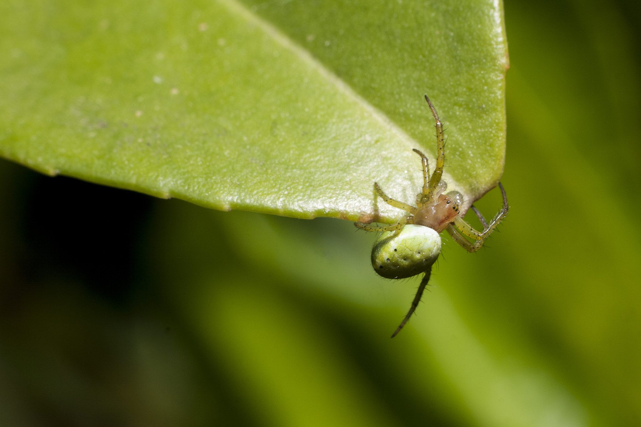 Canon EOS 400D (EOS Digital Rebel XTi / EOS Kiss Digital X) + Canon EF 50mm f/1.8 sample photo. Spider climbing photography