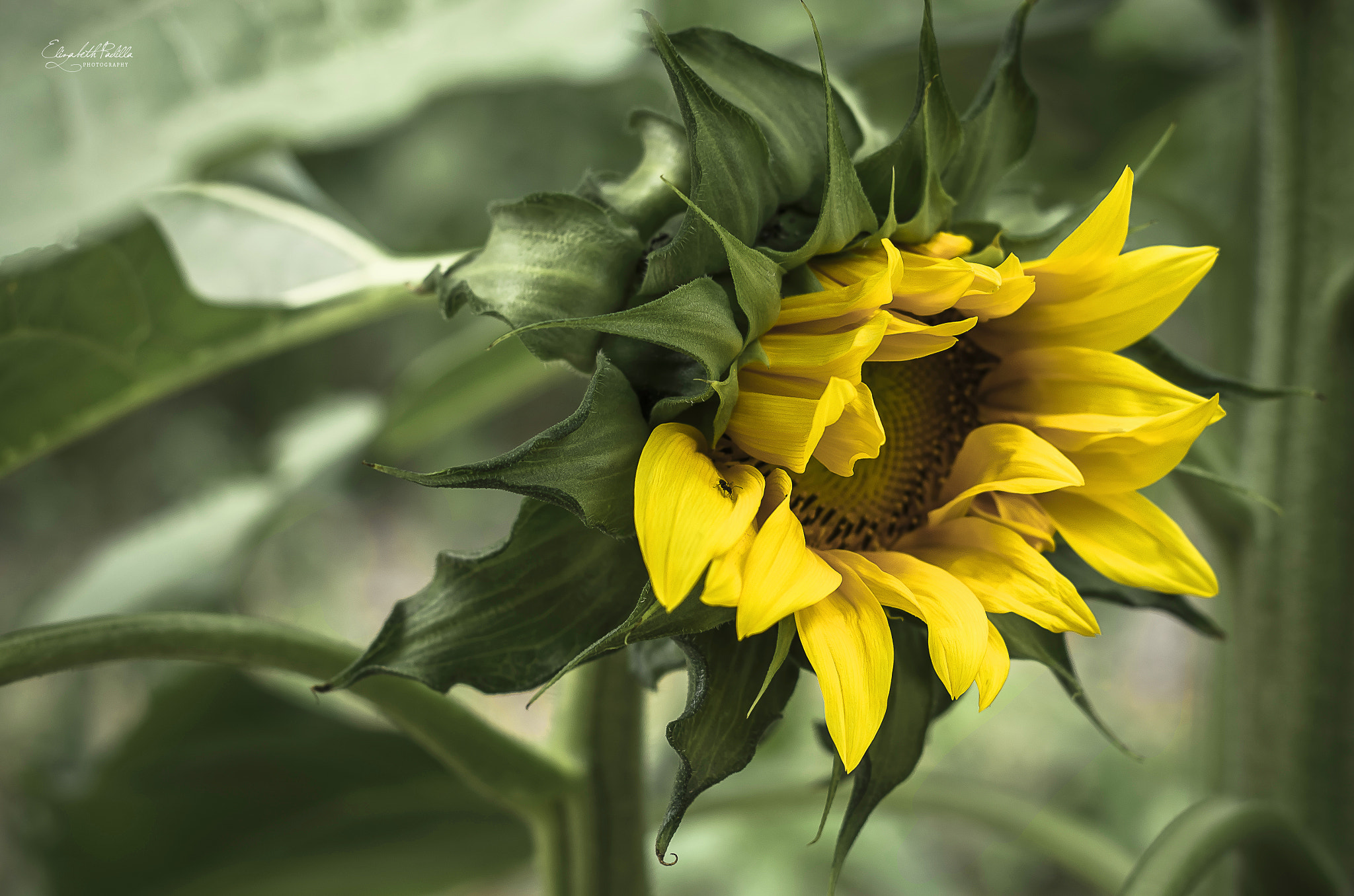Pentax K-5 + Pentax smc DA 50mm F1.8 sample photo. En el girasol photography