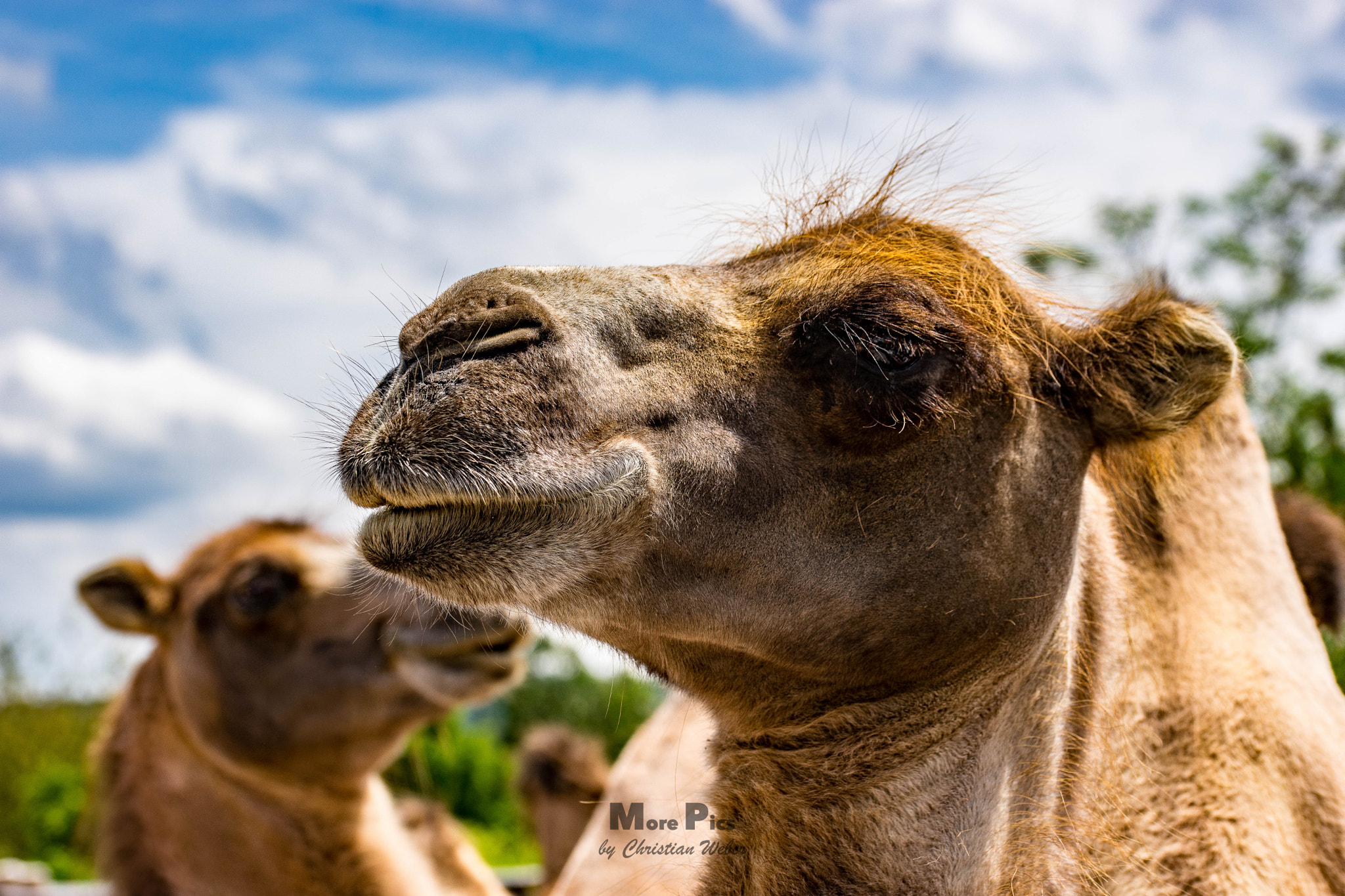 Sony a7 II + 105mm F2.8 sample photo. Camel photography