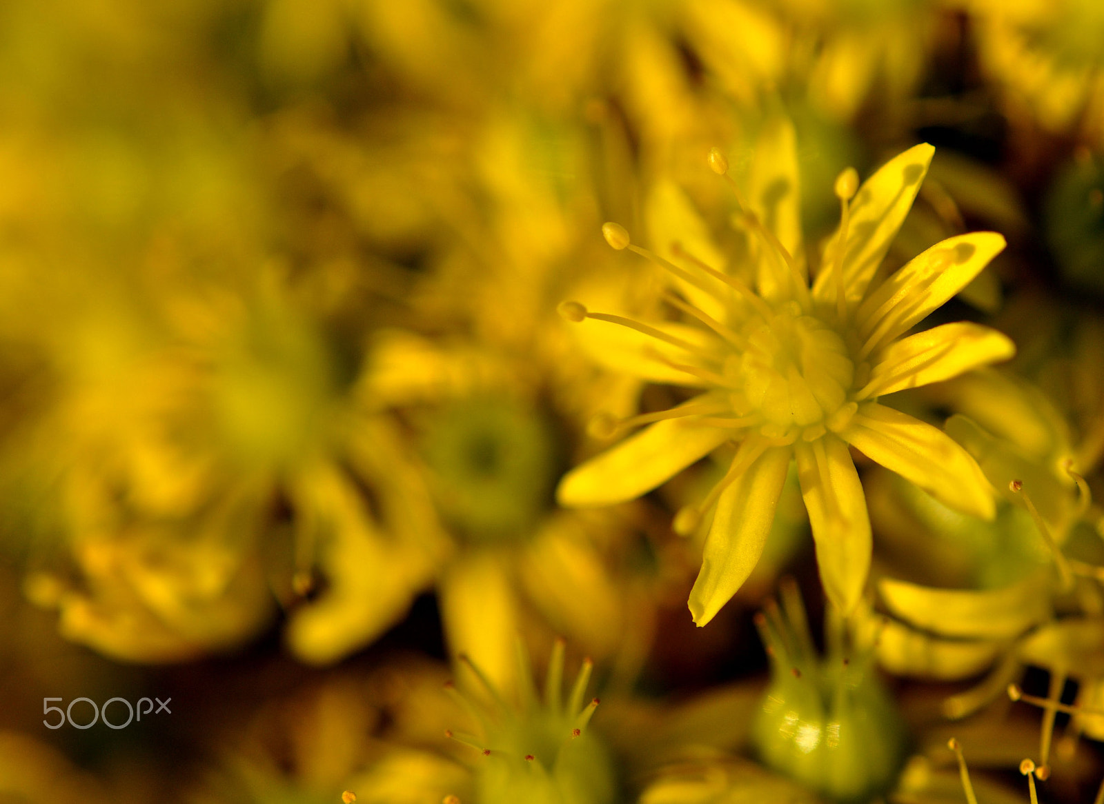 Nikon AF-S Micro-Nikkor 60mm F2.8G ED sample photo. And my army photography