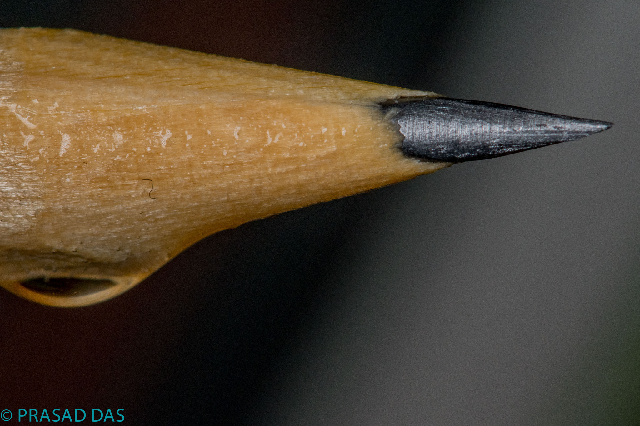 Nikon AF-S Micro-Nikkor 105mm F2.8G IF-ED VR sample photo. Pencil nib (of ) photography