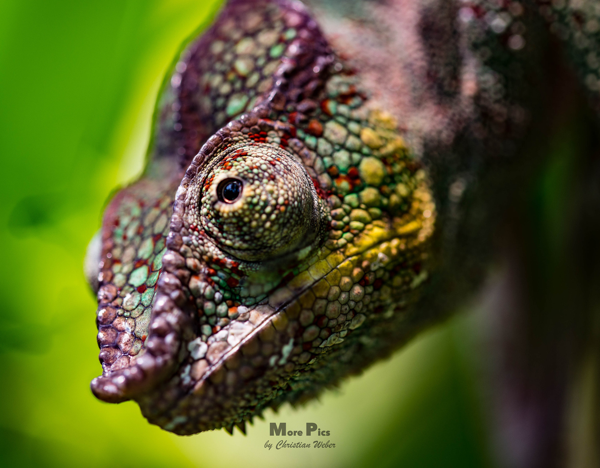 Sony a7 II + 105mm F2.8 sample photo. Cameleon photography