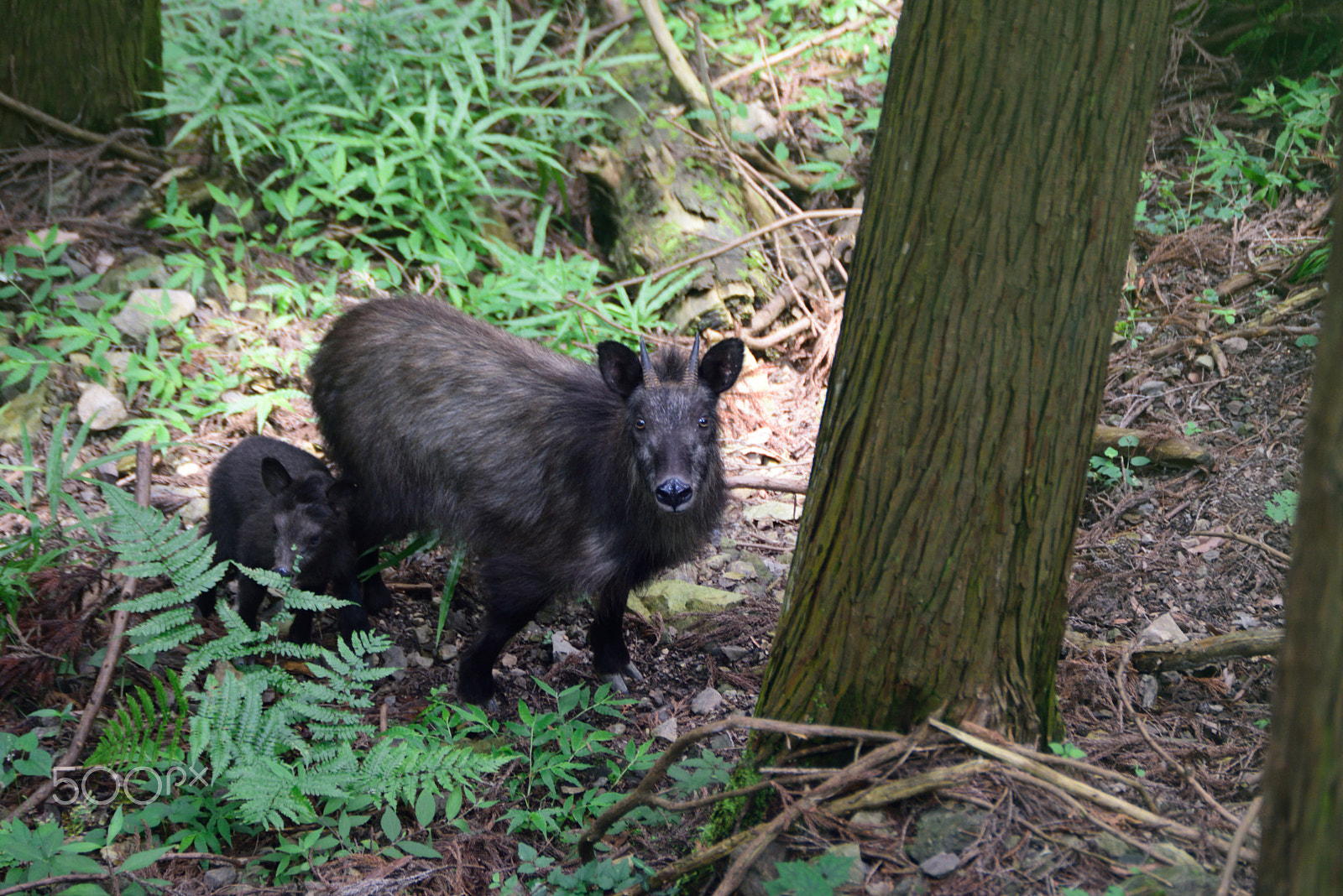 Nikon D810 + Sigma APO 170-500mm F5-6.3 Aspherical RF sample photo. Japanese serow photography