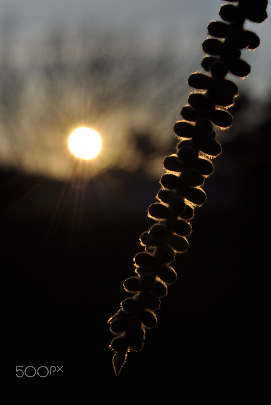 Nikon AF-S Micro-Nikkor 60mm F2.8G ED sample photo. No bees this time photography