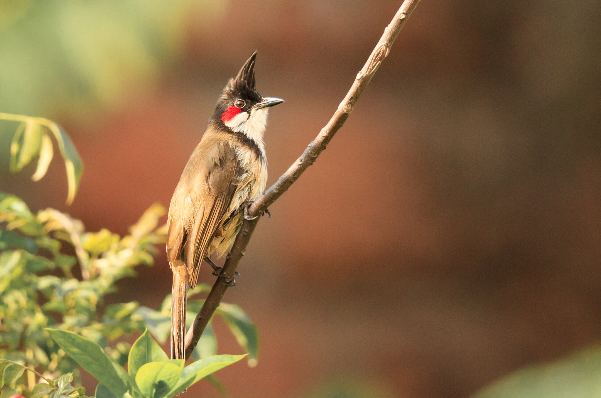 Canon EOS 7D + Canon EF 500mm F4L IS II USM sample photo. Red-whiskered bulbul photography