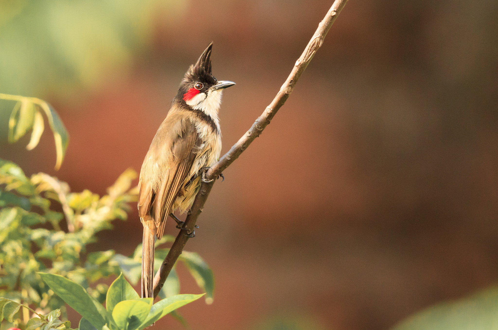 Canon EF 500mm F4L IS II USM sample photo. Red-whiskered bulbul photography