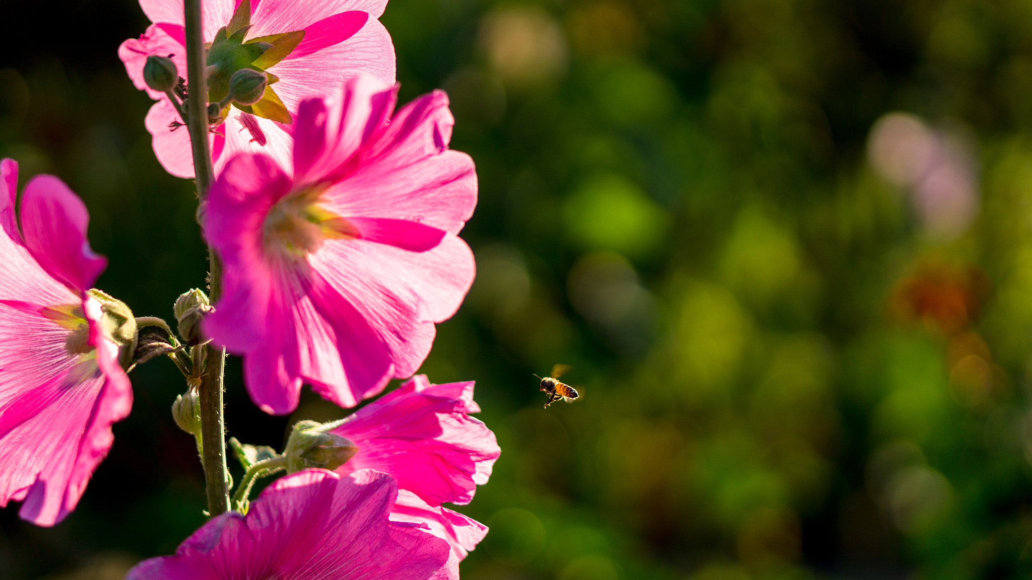 Sony Alpha a5000 (ILCE 5000) + E 50mm F1.8 OSS sample photo. Bee buzzing photography