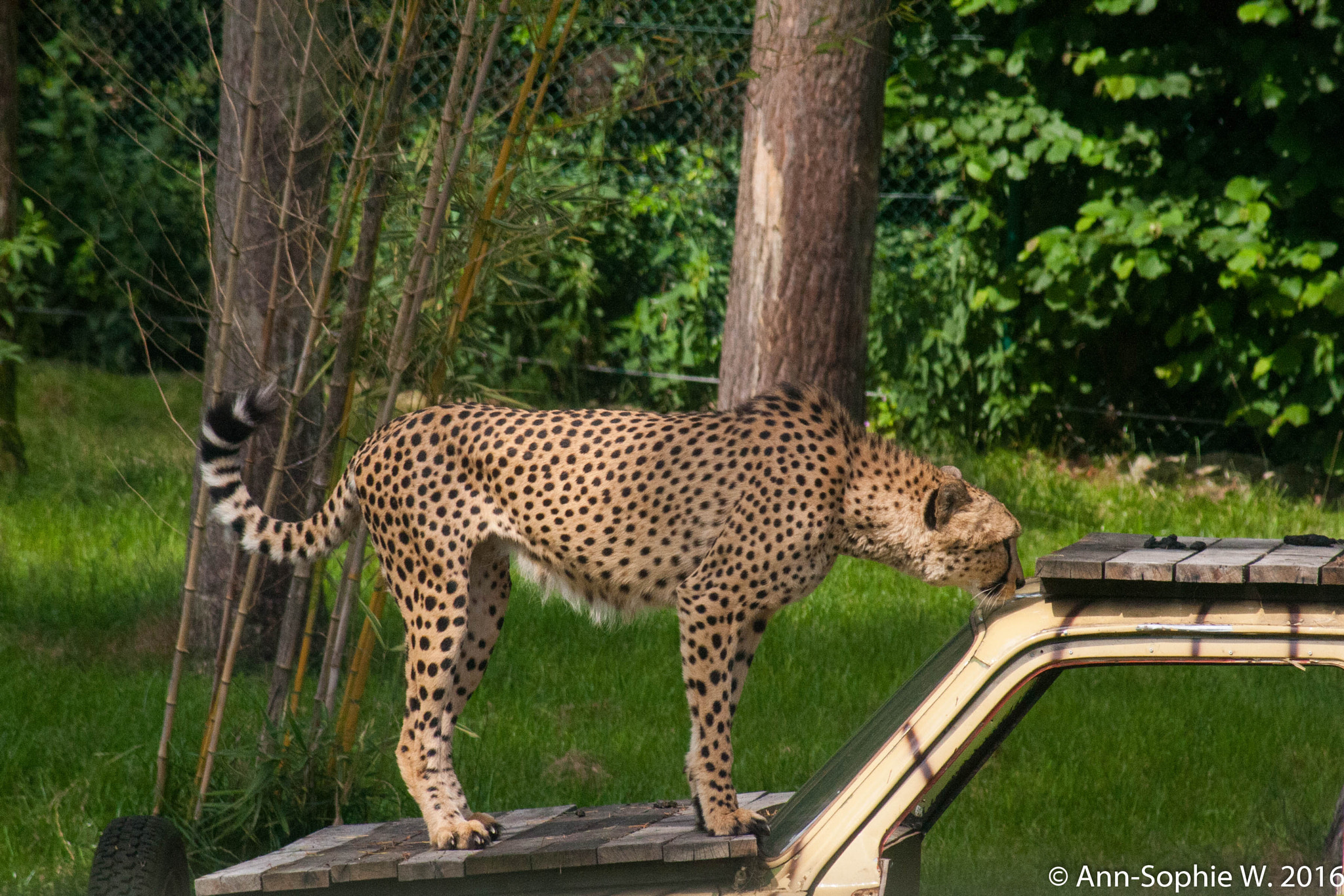 Canon EF 80-200mm F4.5-5.6 II sample photo. Cheetah on jeep photography