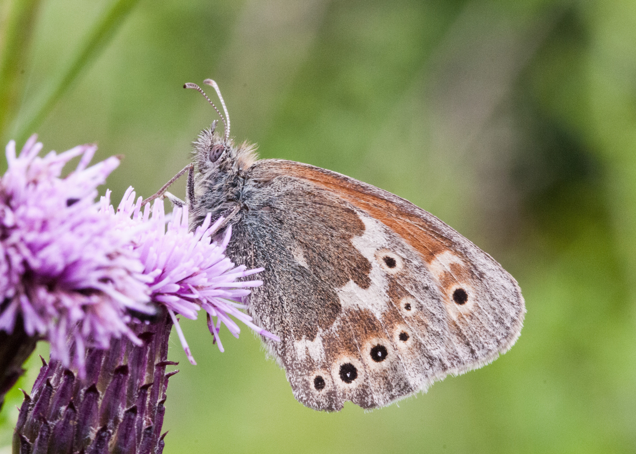 Sigma 105mm F2.8 EX DG OS HSM sample photo. Large heath photography