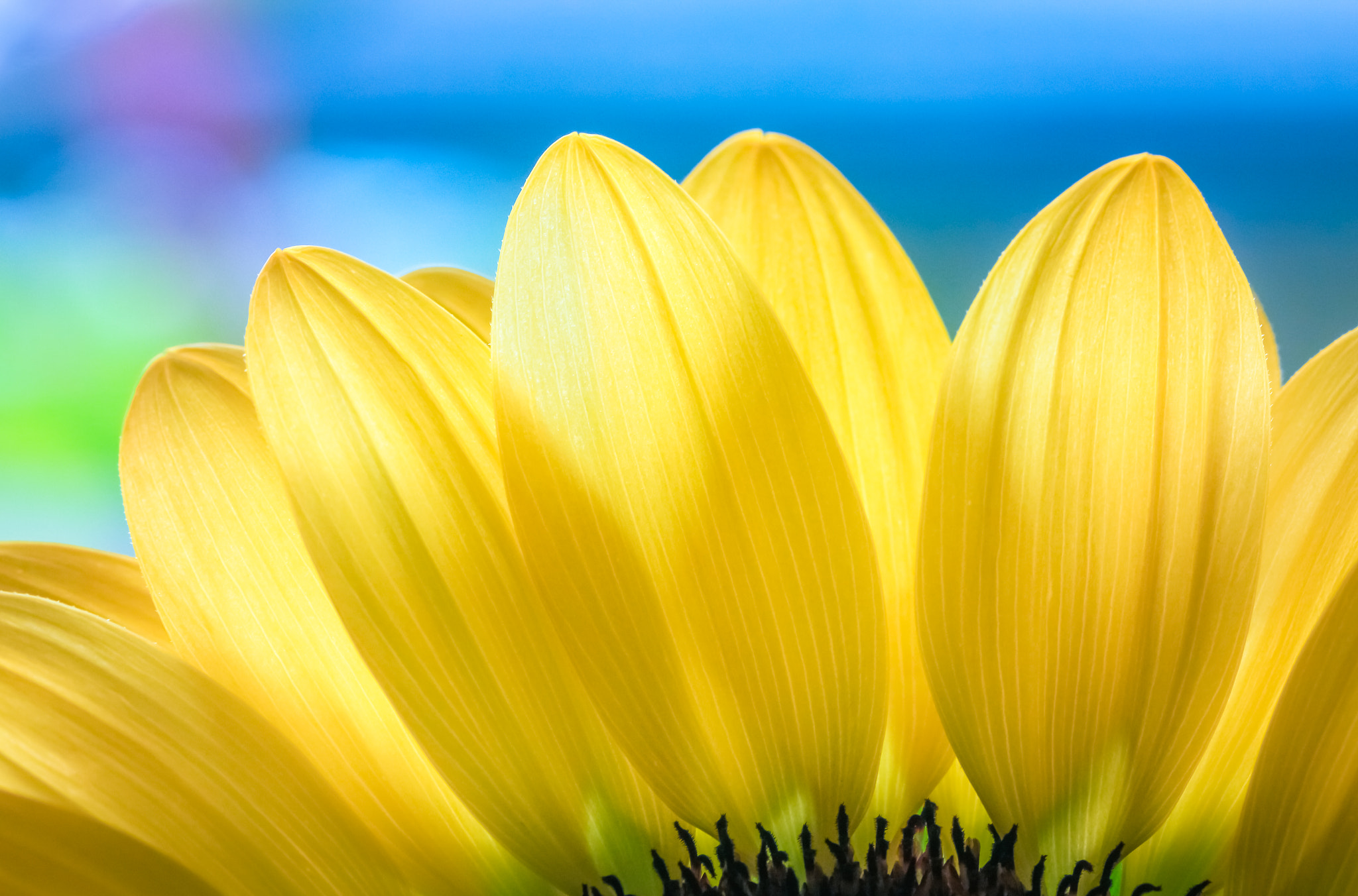 Canon EOS 650D (EOS Rebel T4i / EOS Kiss X6i) sample photo. Summer blonde photography