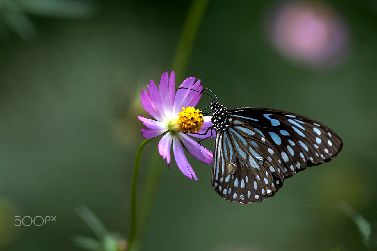 Nikon D80 sample photo. Blue tiger (tirumala limniace) photography