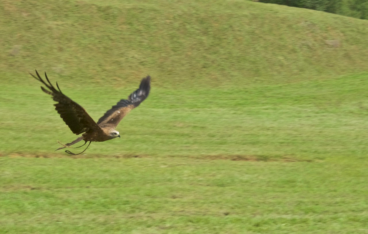 Sony Alpha DSLR-A230 sample photo. Parque de la naturaleza de cabarceno. cantabria. españa. exhibición de aves rapaces. photography