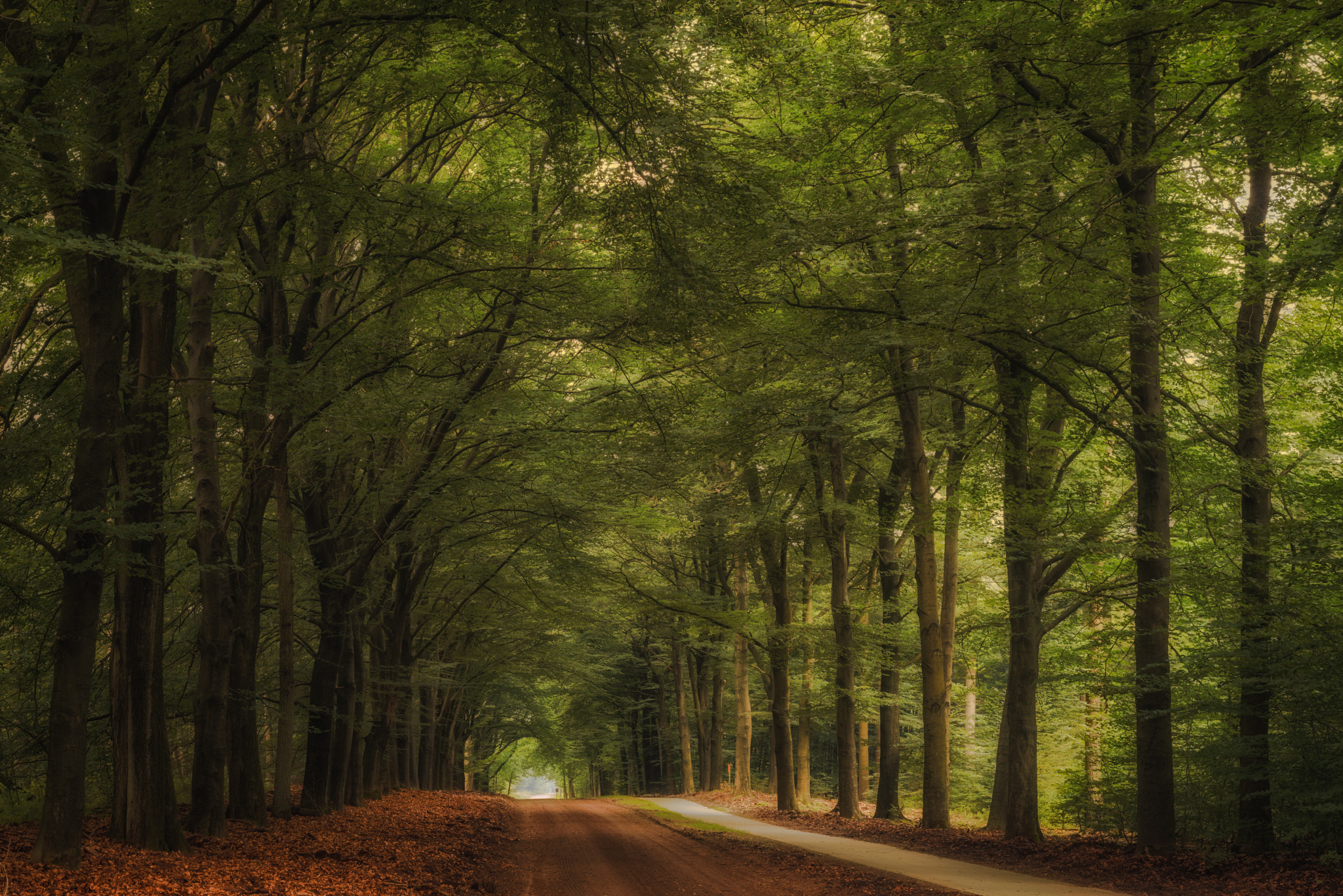 Nikon D800 + AF Nikkor 50mm f/1.8 sample photo. Forest near nunspeet photography