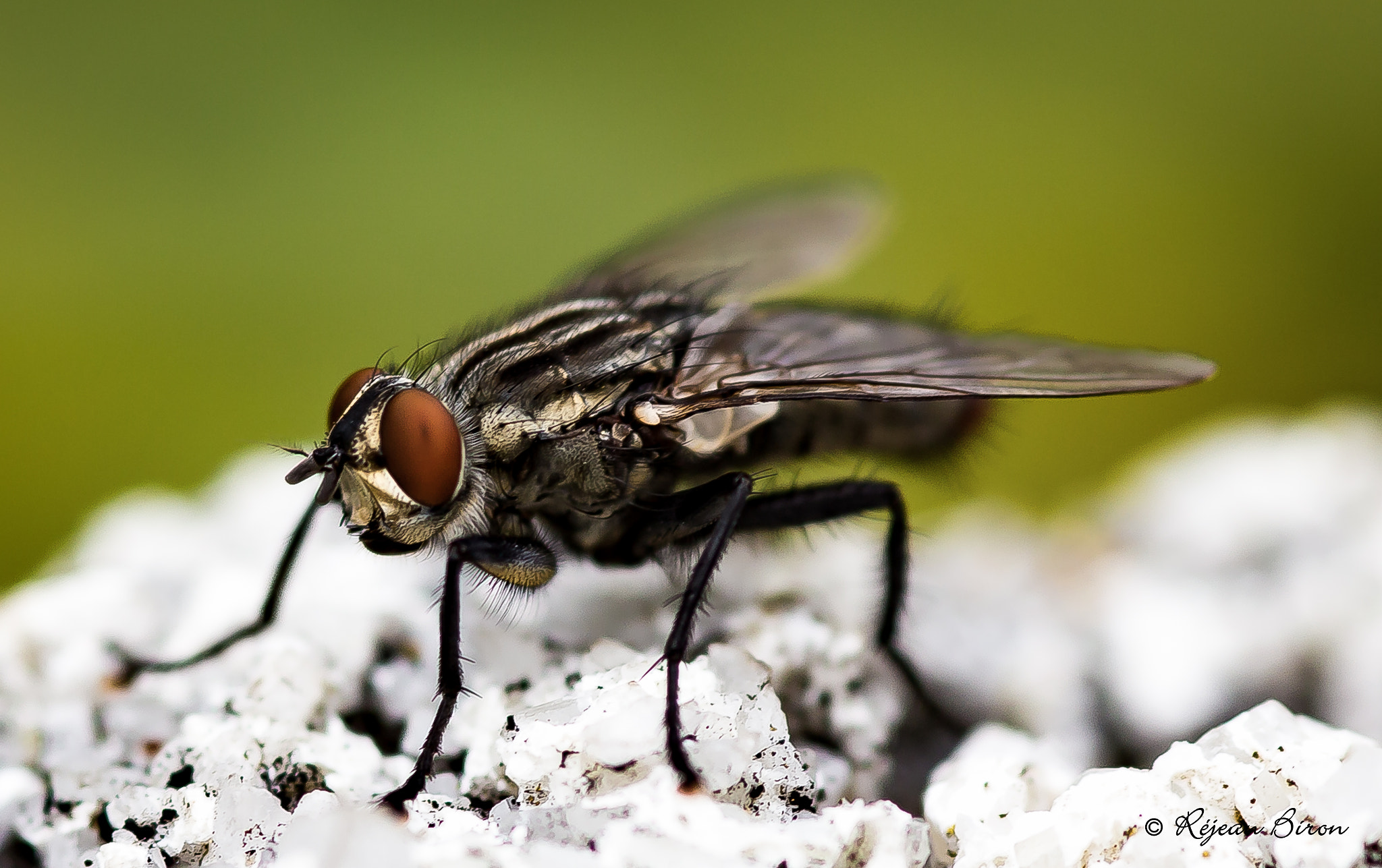 Canon EOS 6D + Sigma 105mm F2.8 EX DG Macro sample photo. A fly photography