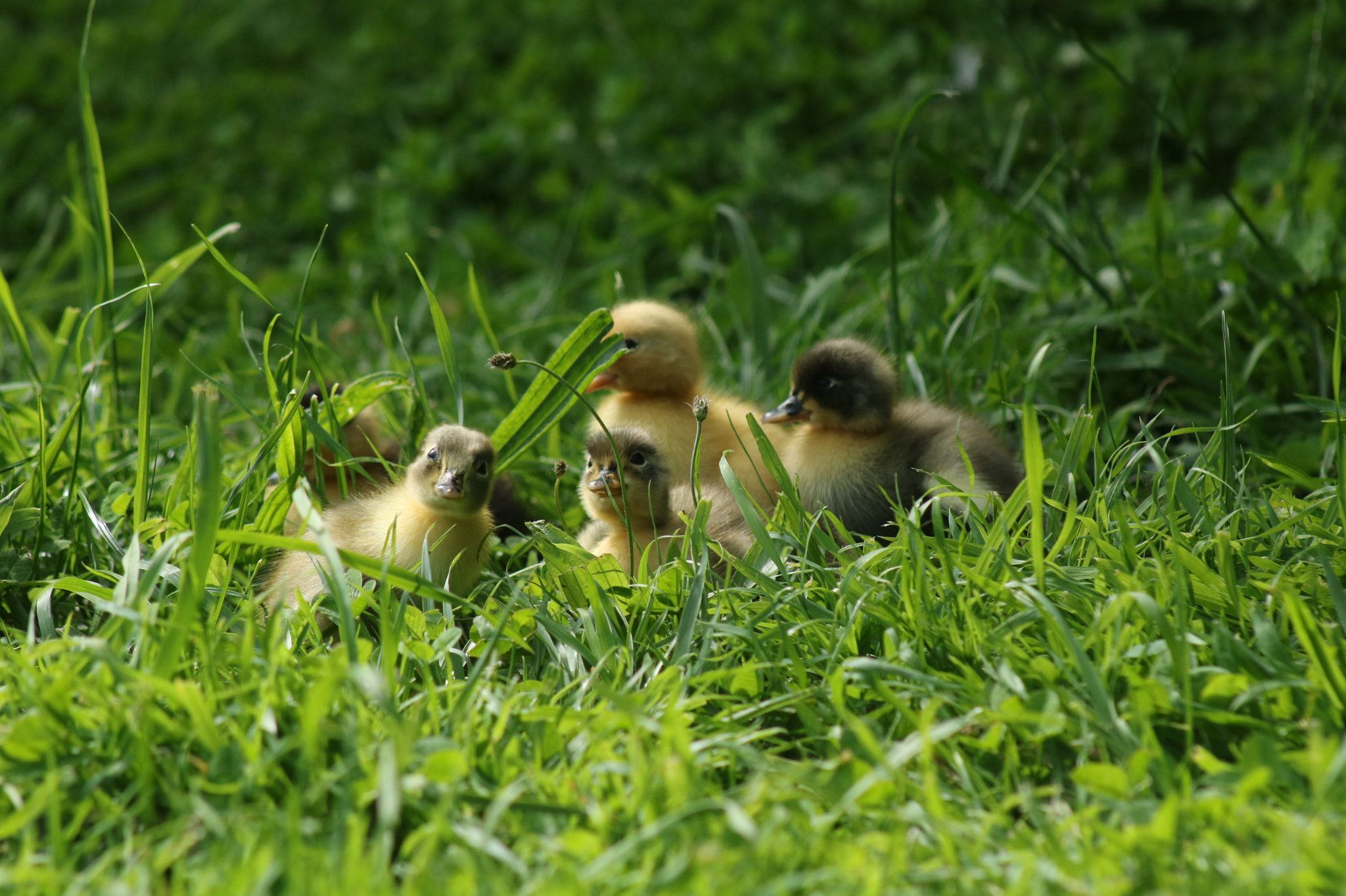 Canon EF 75-300mm f/4-5.6 USM sample photo. Newly hatched ducklings photography