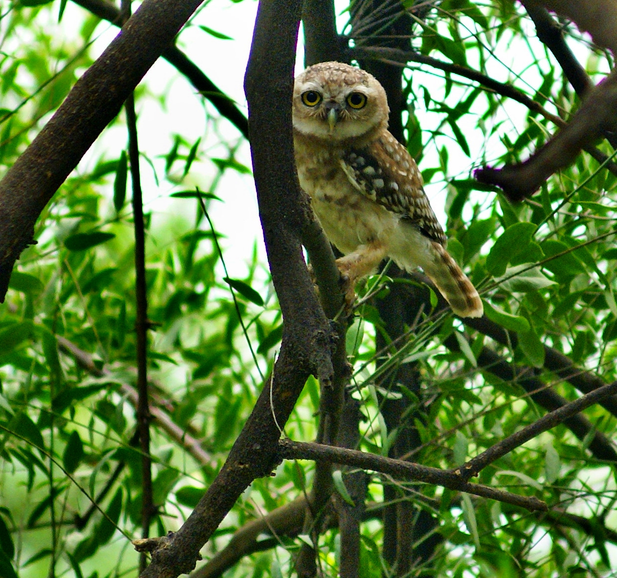 Minolta AF 35-105mm F3.5-4.5 sample photo. Spotted owl photography