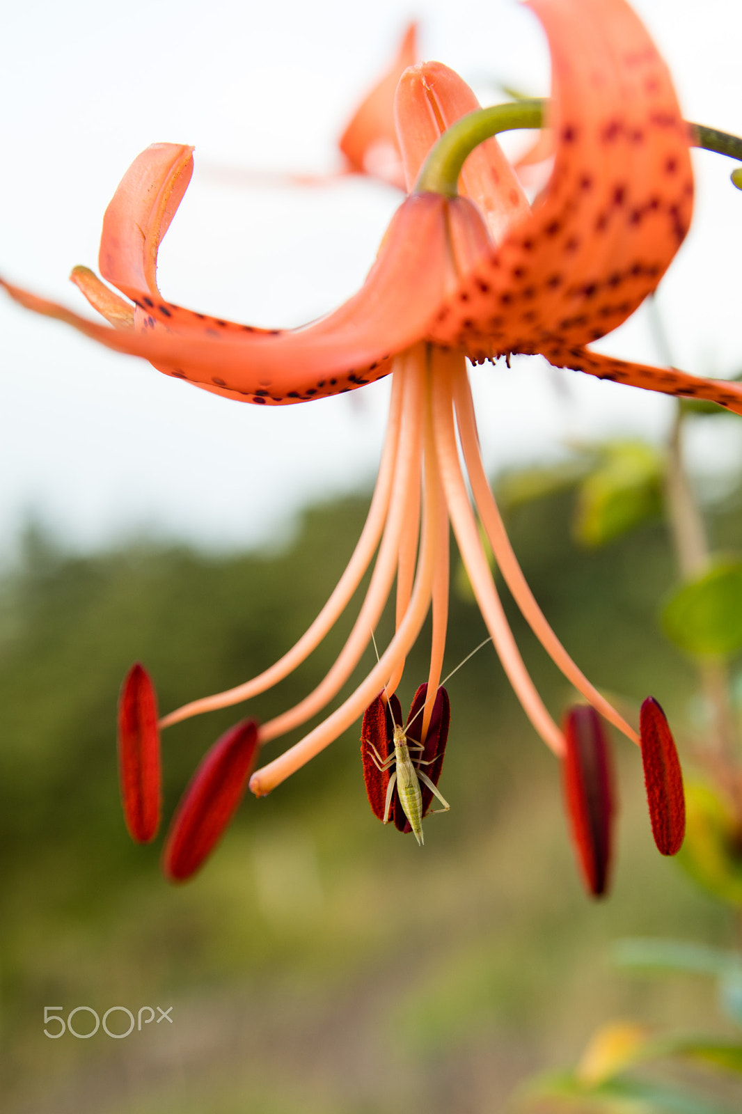Tamron SP AF 17-50mm F2.8 XR Di II LD Aspherical (IF) sample photo. Lily and bug photography