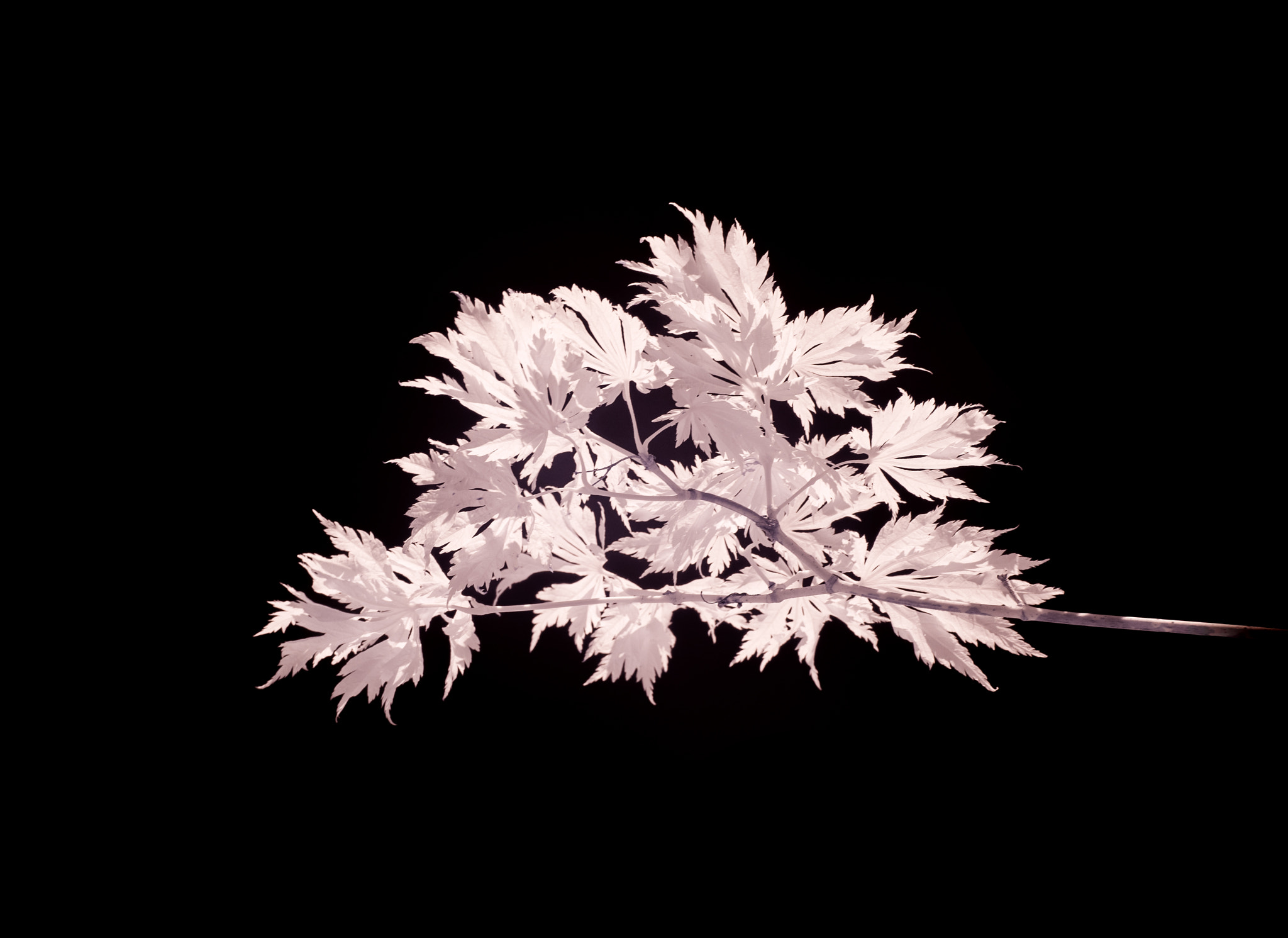 Canon EF 24-70mm F2.8L II USM sample photo. Ir acer photography