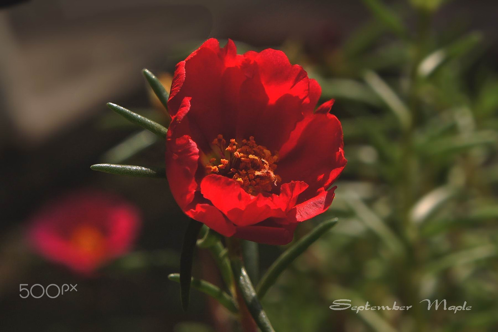 Sony NEX-5C sample photo. 红花马齿笕 1 photography