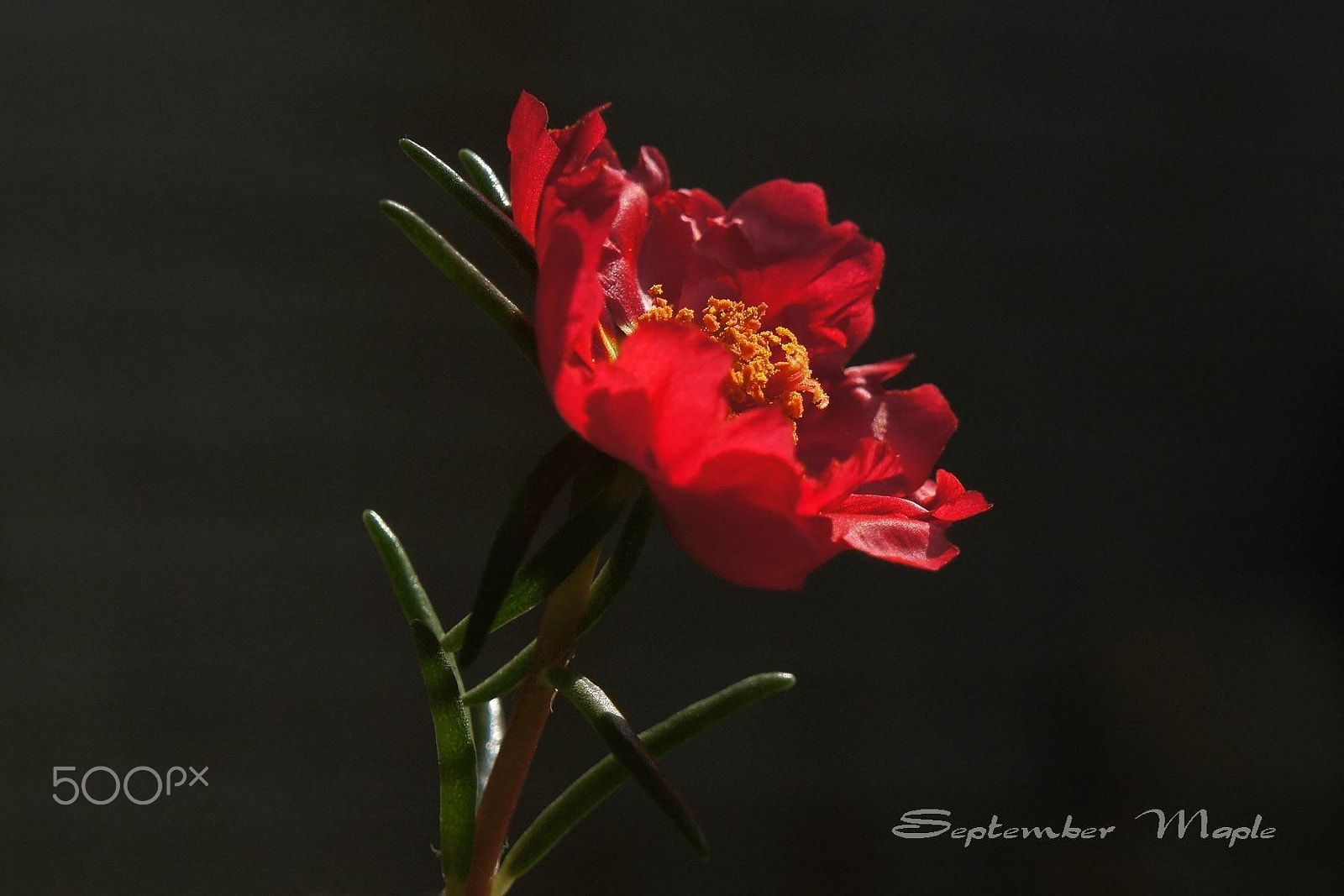 Sony NEX-5C sample photo. 红花马齿笕 2 photography