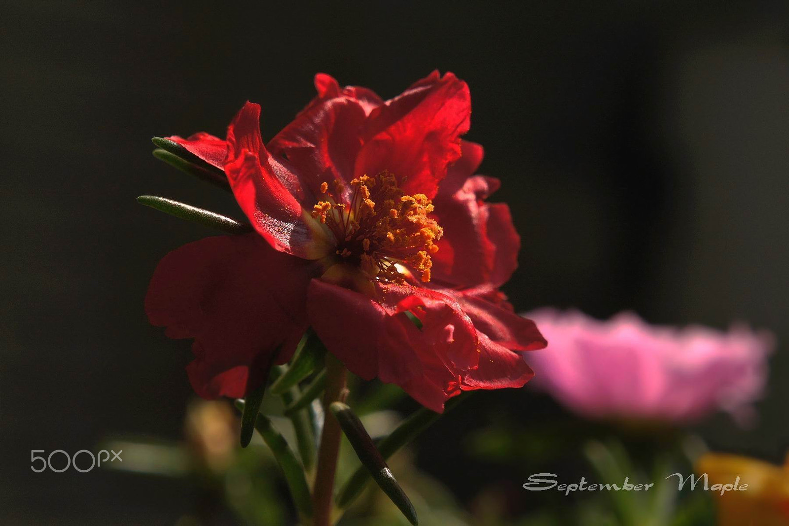 Sony NEX-5C sample photo. 红花马齿笕 3 photography