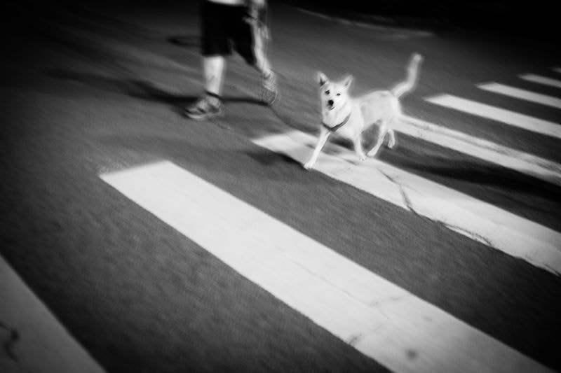 Canon EOS 5DS + Canon EF 35mm F2 sample photo. Walking the dog photography
