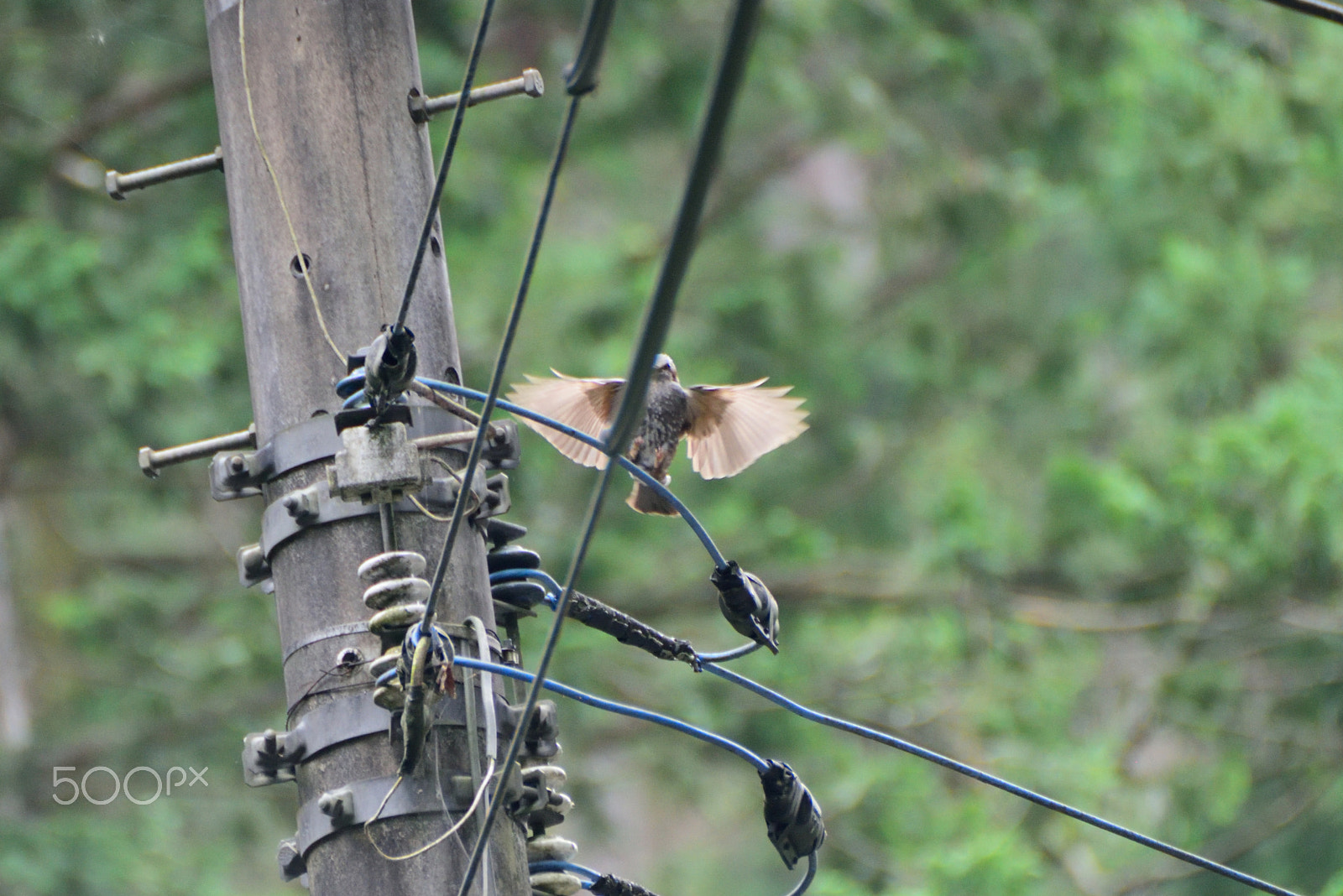 Sigma APO 170-500mm F5-6.3 Aspherical RF sample photo