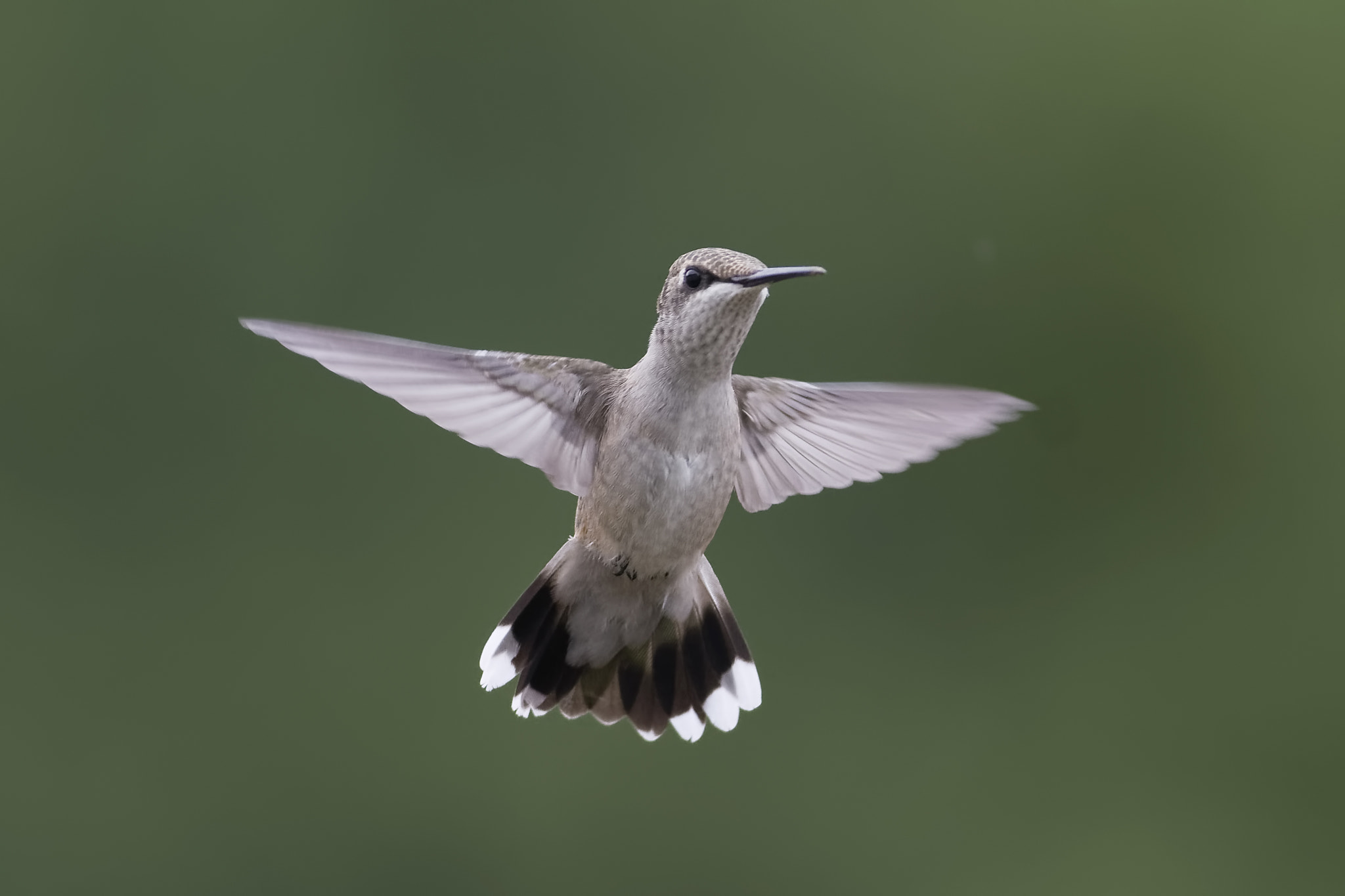 Nikon D7100 + AF Nikkor 70-210mm f/4-5.6D sample photo. First hummingbird post from 2016 photography